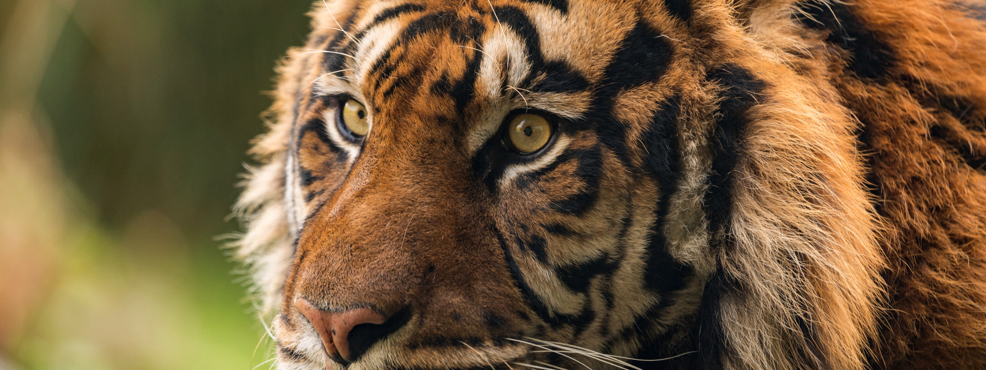Глаз тигра видео. Тигр Амурский цвет глаз. Взгляд тигра. Глаза тигра крупным планом. Тигр морда крупным планом.