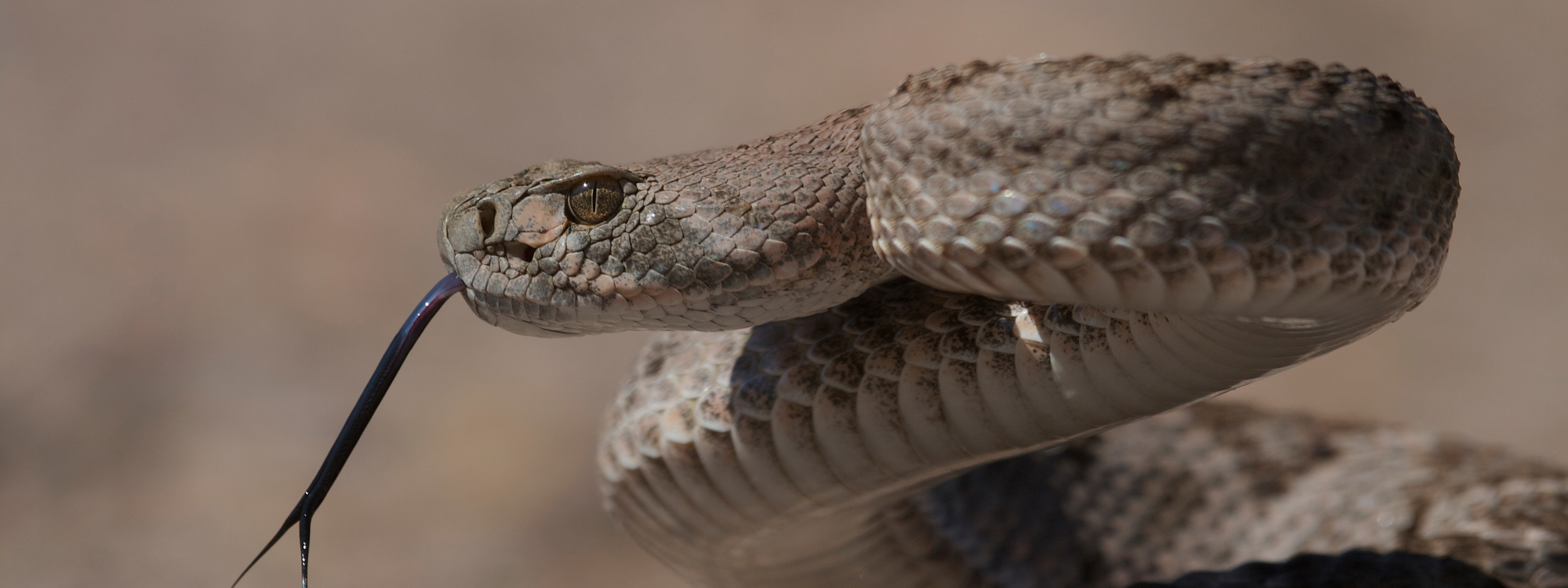 Гремучая змея отряд. Техасский гремучник змея. Мохавский гремучник. Мексиканская гремучая змея. Ромбический гремучник змея.