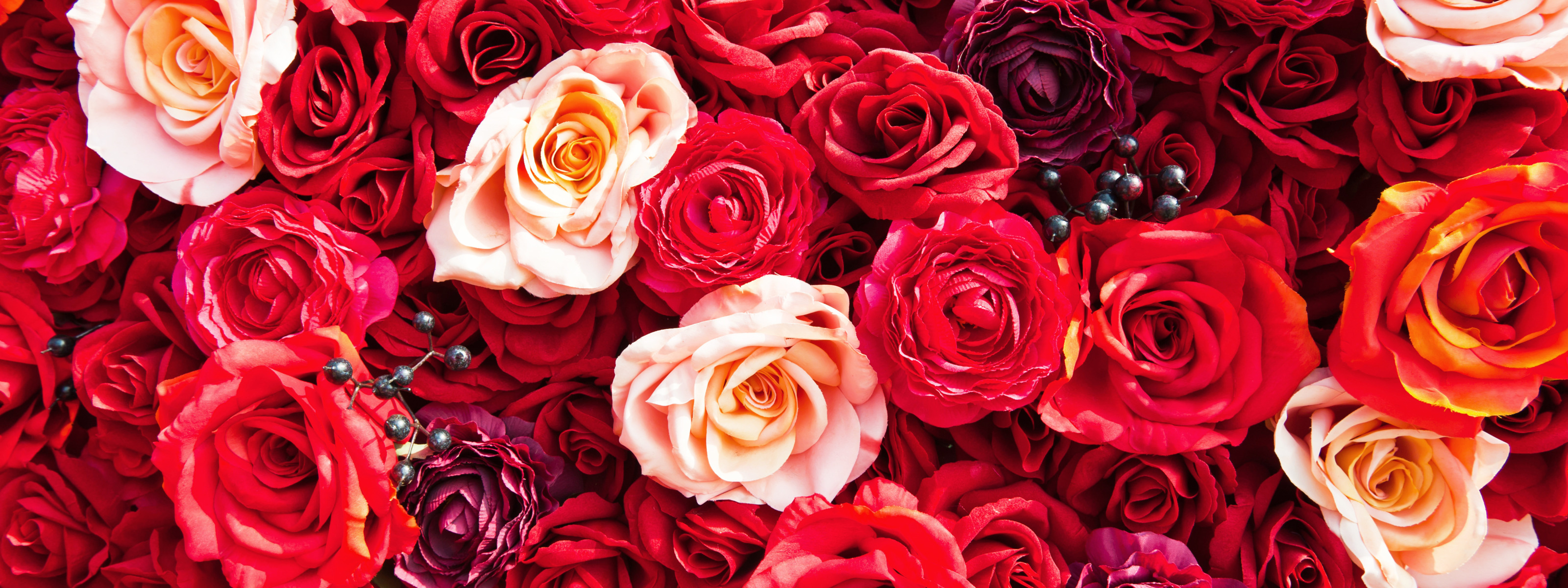 Красный цветок. Яркие розы. Розы фон. Красные розы.