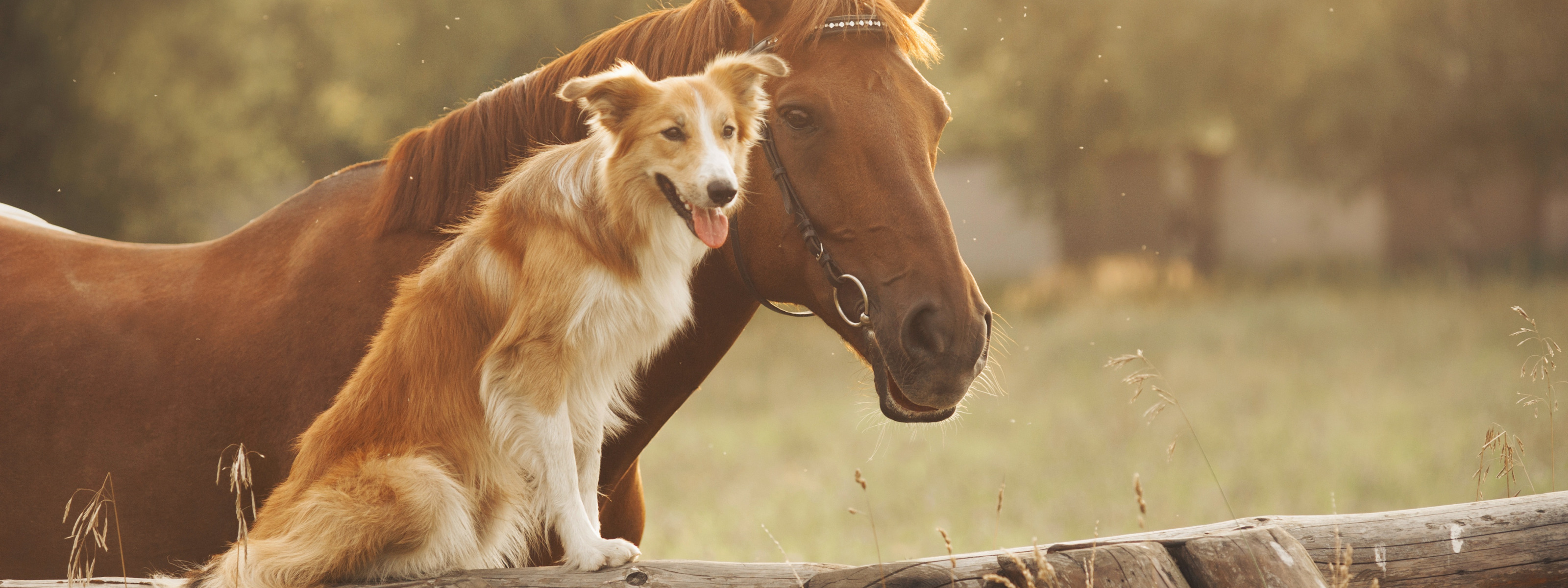 Год собаки лошадь. Лошадь и собака. Лошадь и собака Дружба. Собака конь. Собака кошка лошадь.