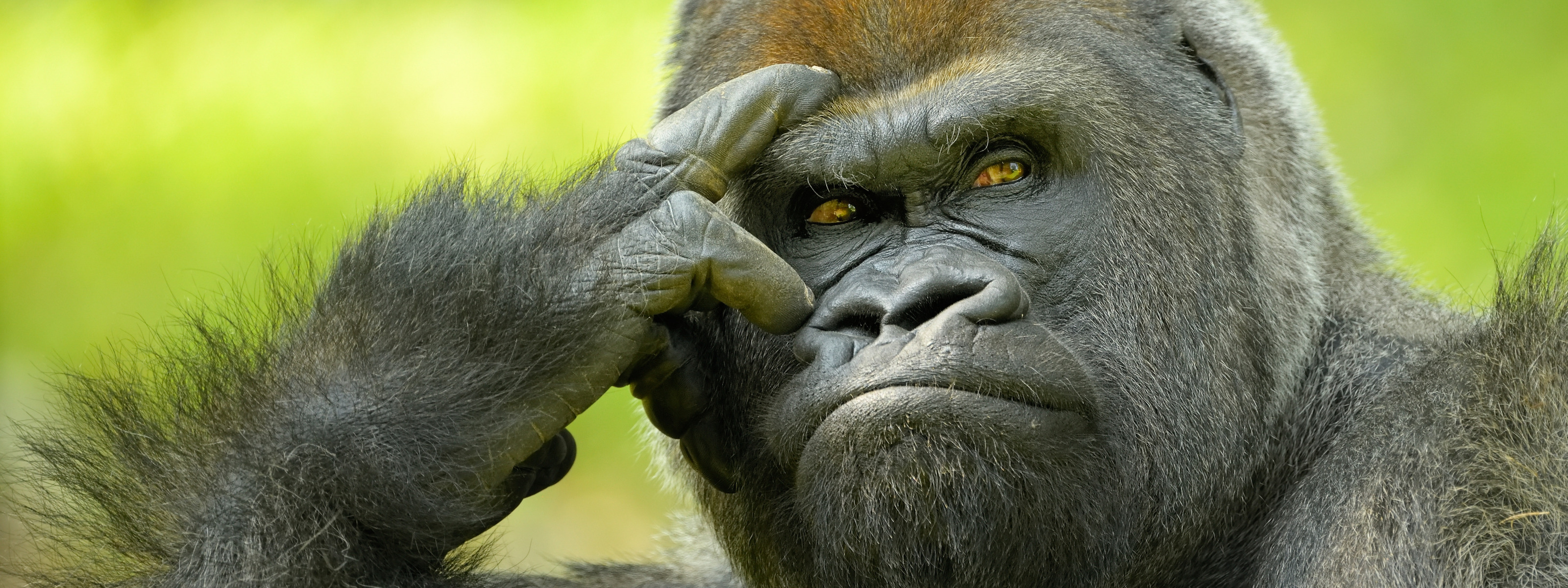 Думу думать буду. Задумчивый шимпанзе. Задумчивая горилла. Обезьяна думает. Смешные обезьяны.
