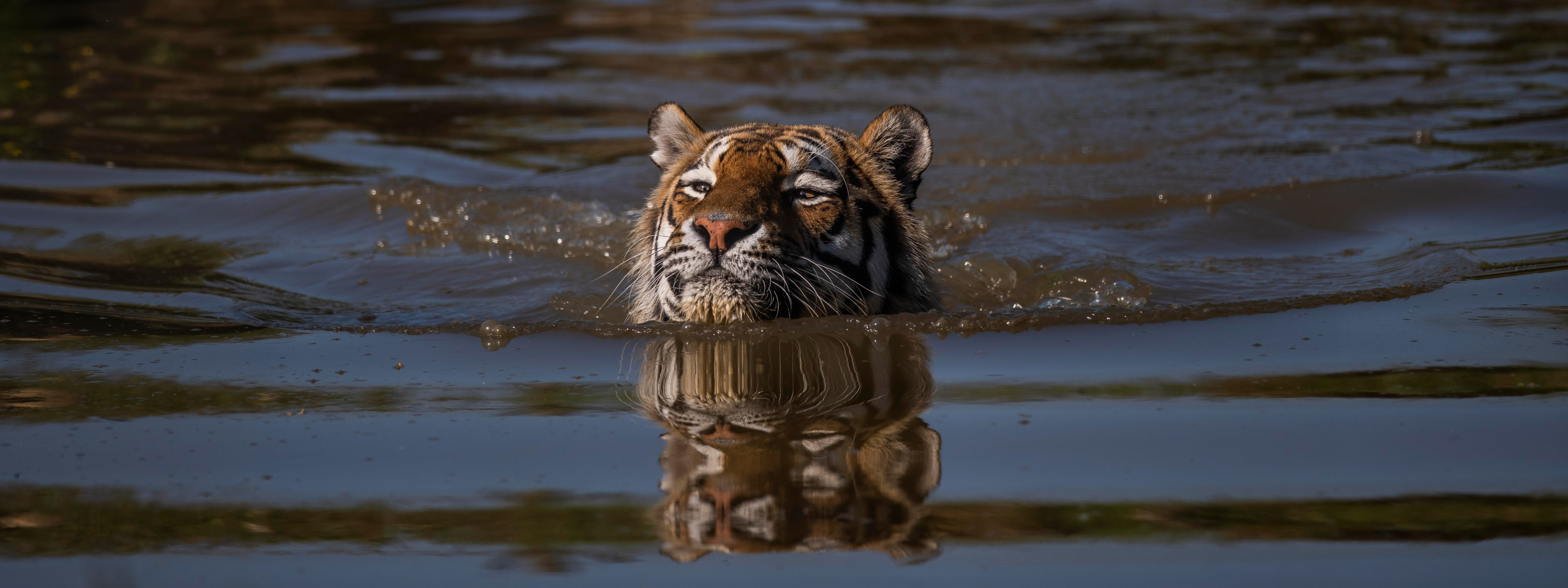 Тигр плывет. Тигр в воде. Тигр плавает. Тигренок плавает. Тигр образует реку
