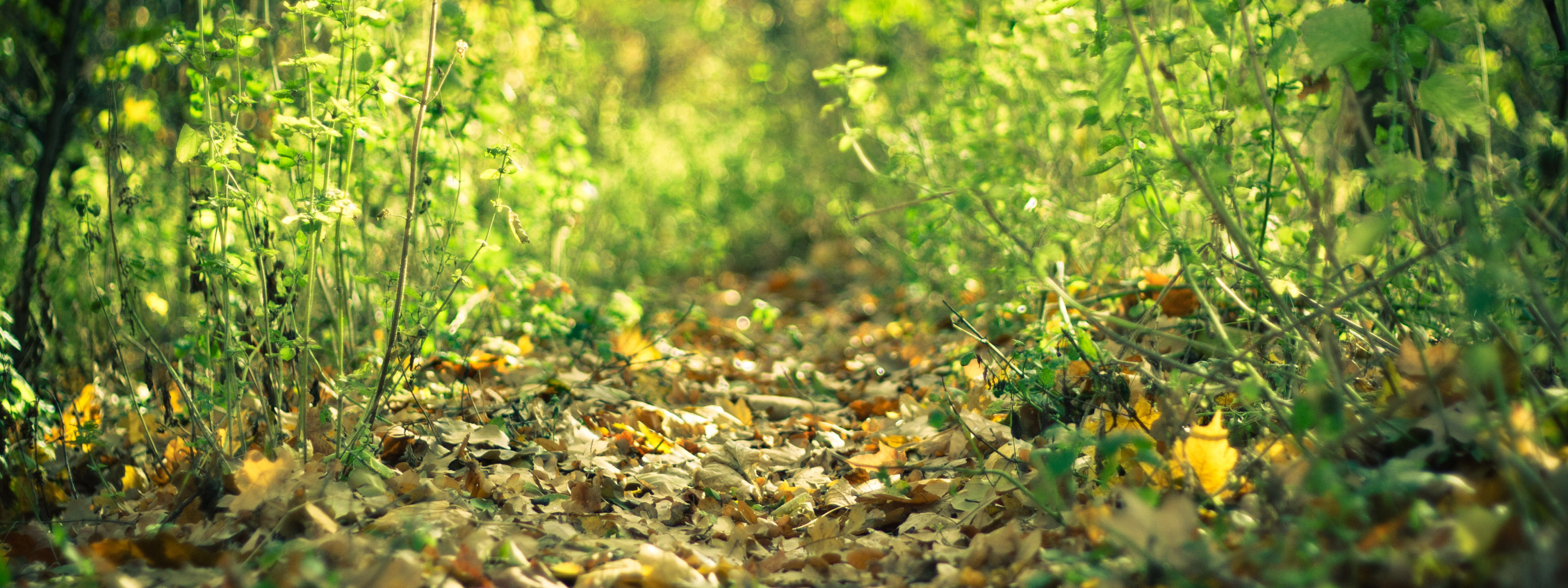 Leaves a trail. Семена мха. Текст трава.