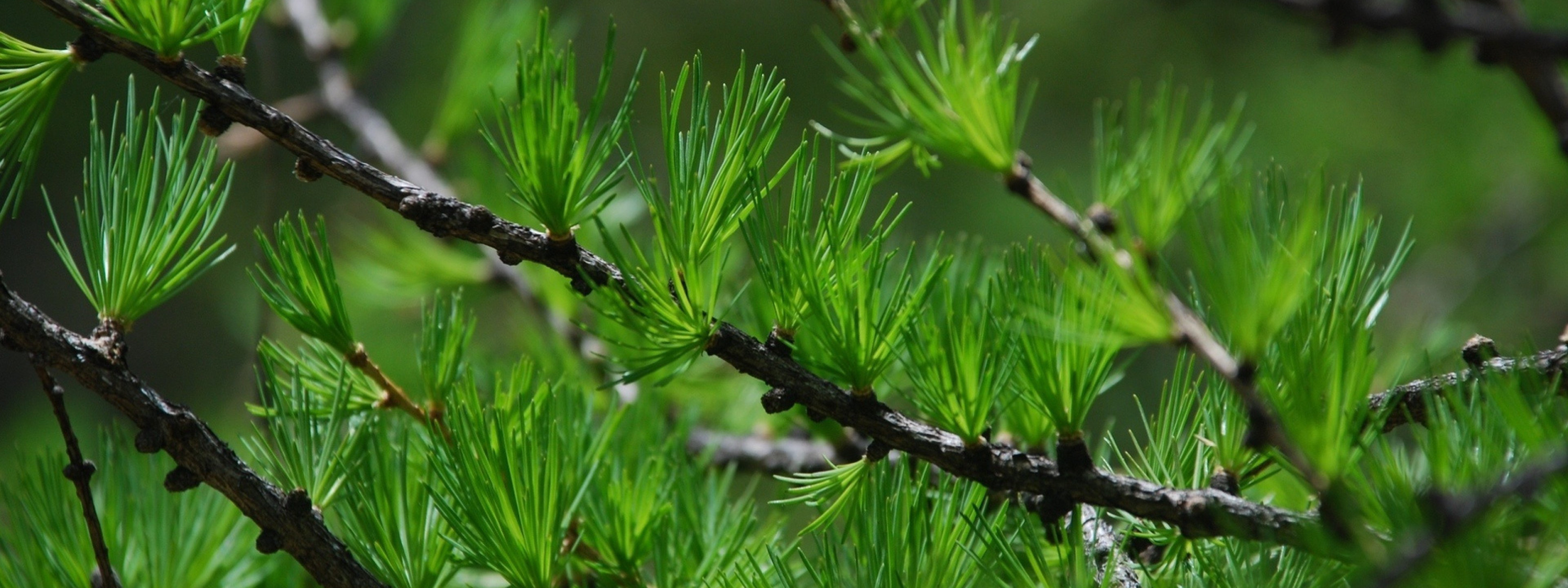 Длина ветки. Лиственница европейская. Лиственница ветка на белом. Pine Branch texture.