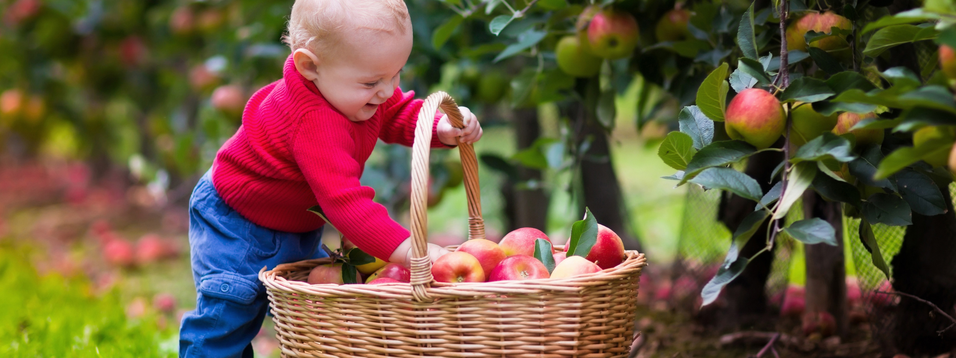 Ребенку можно свежее яблоко. Корзинка с яблоками в саду. Дети с корзинкой. Яблоко для детей. Младенец в корзинке.