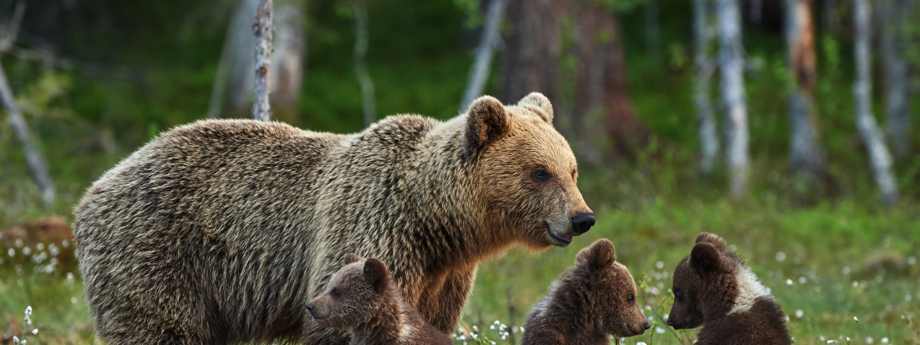 Бурый медведь в Тамбовской области. Медведь бурый Новосибирск. Медведица с медвежатами Новосибирск. Бурый медведь в Тамбовской области места.