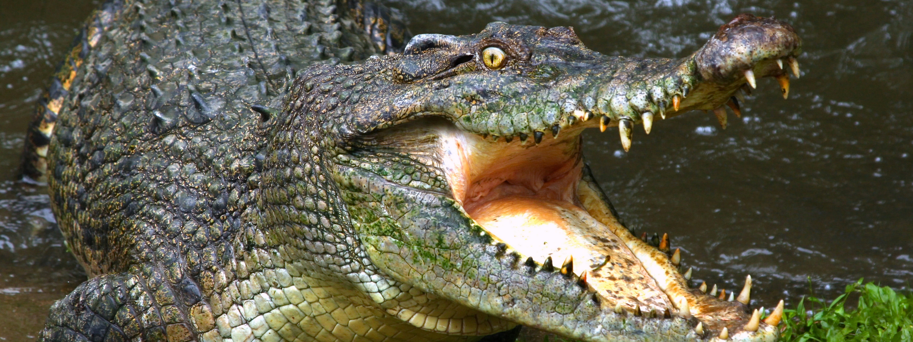 крокодил с открытой пастью фото