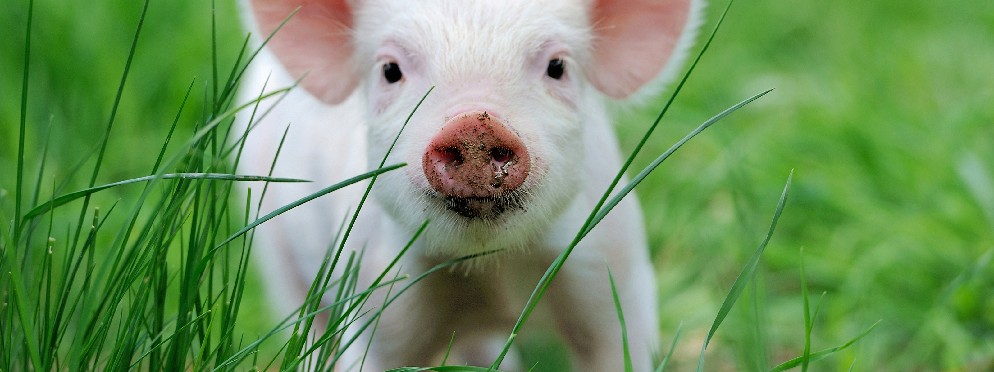 Х свиньи. Свинья. Красивый поросенок. Поросята на траве. Животные свинья.
