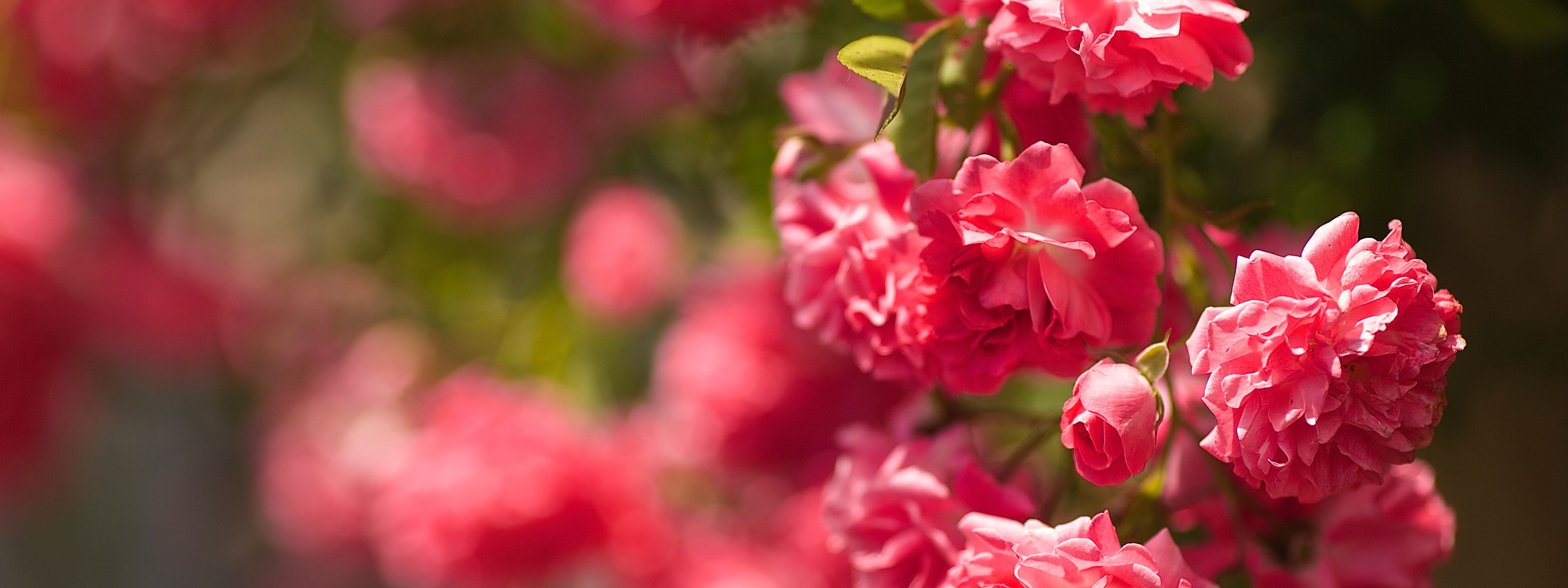 День мечтания о розовых кустах 15. Розовый куст. День мечтания о розовых кустах. Сад с розами фон.