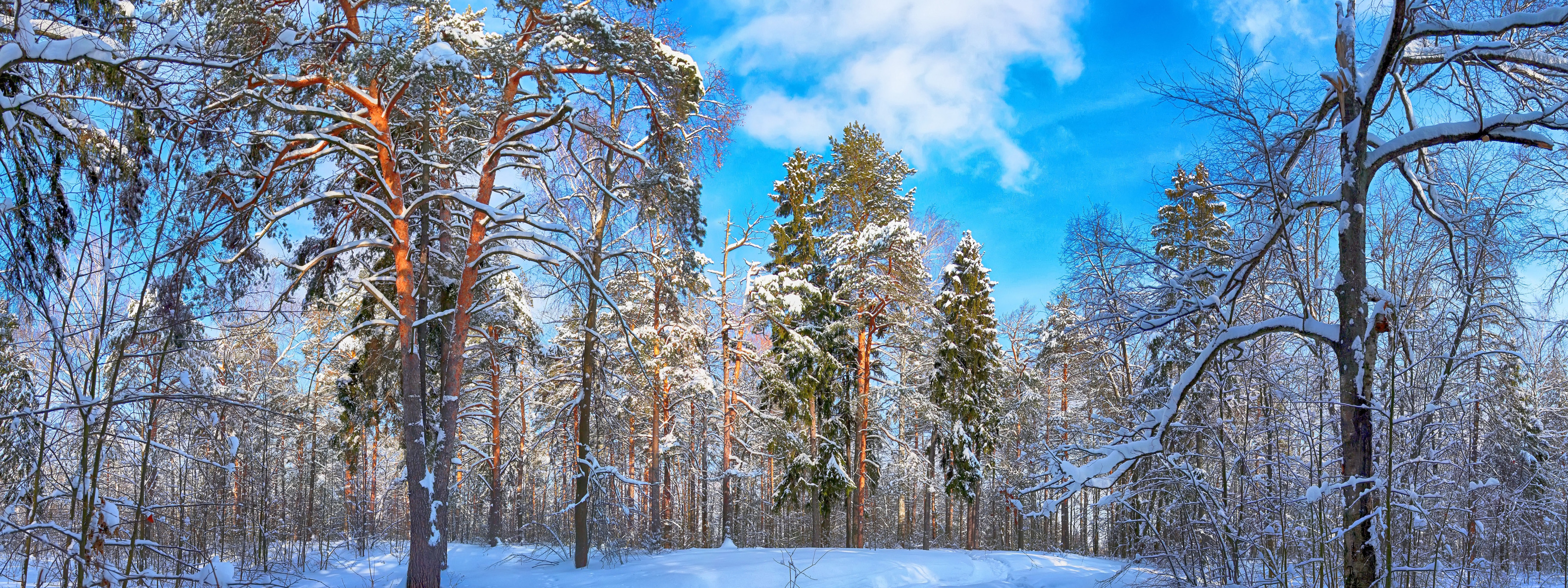 Звуки природы зимой. Петровск лесопарк Сосновый Бор зима. Панорама зимнего леса. Панорама зимнего соснового леса. Сосновый лес зимой.