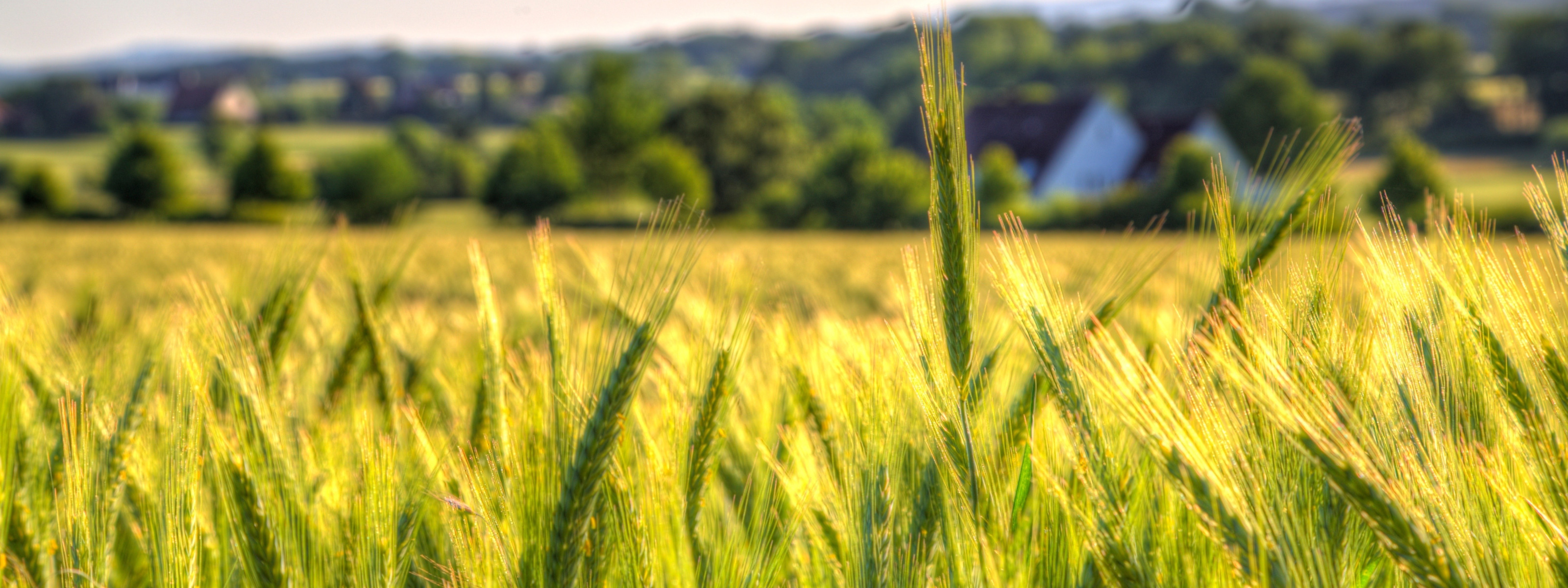 Поле пшеницы панорама