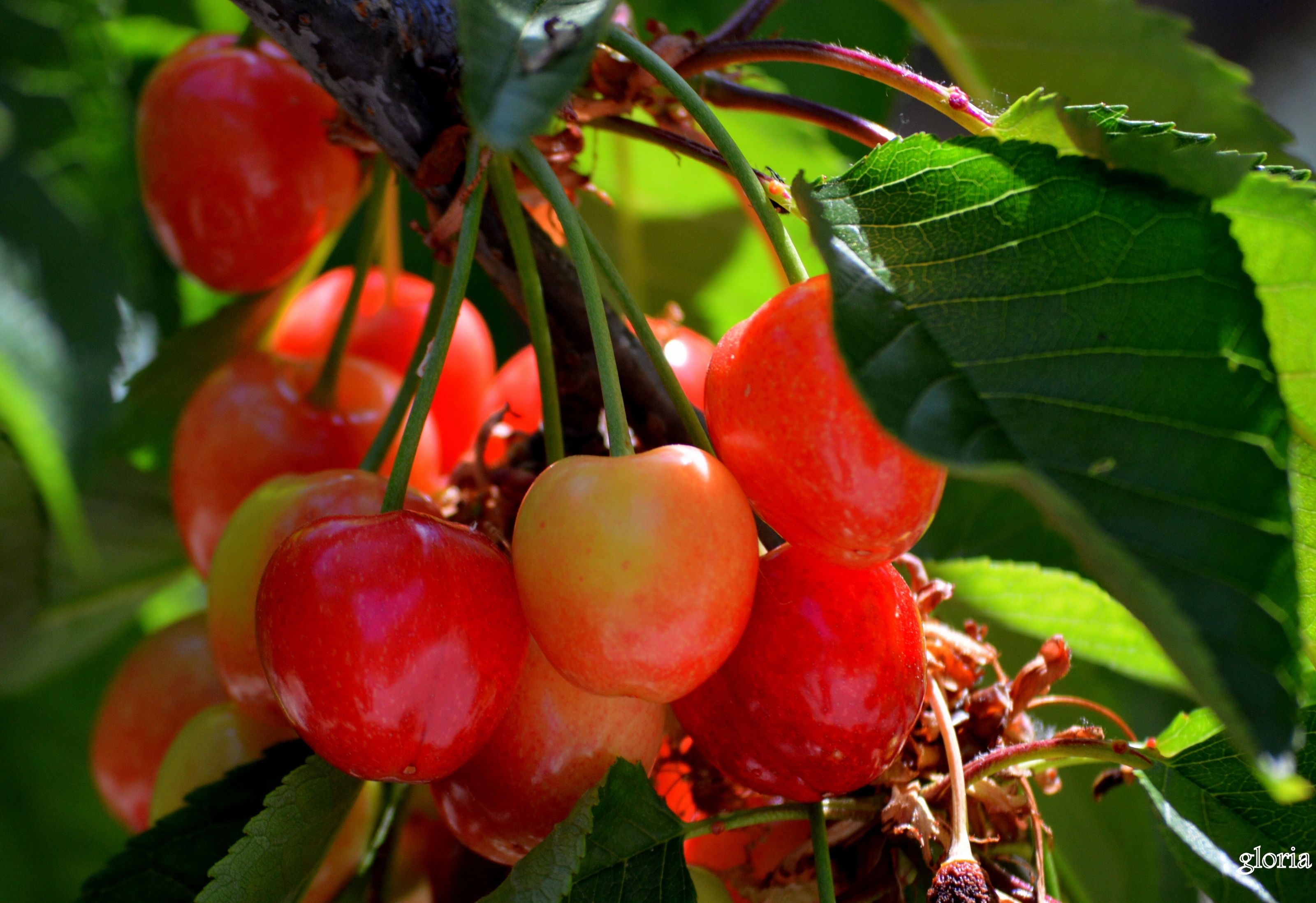 Cherry berry. Черешня Франц Иосиф. Вишня Облачинская. Вишни сорт Облачинская. Черешня Орловская Янтарная.