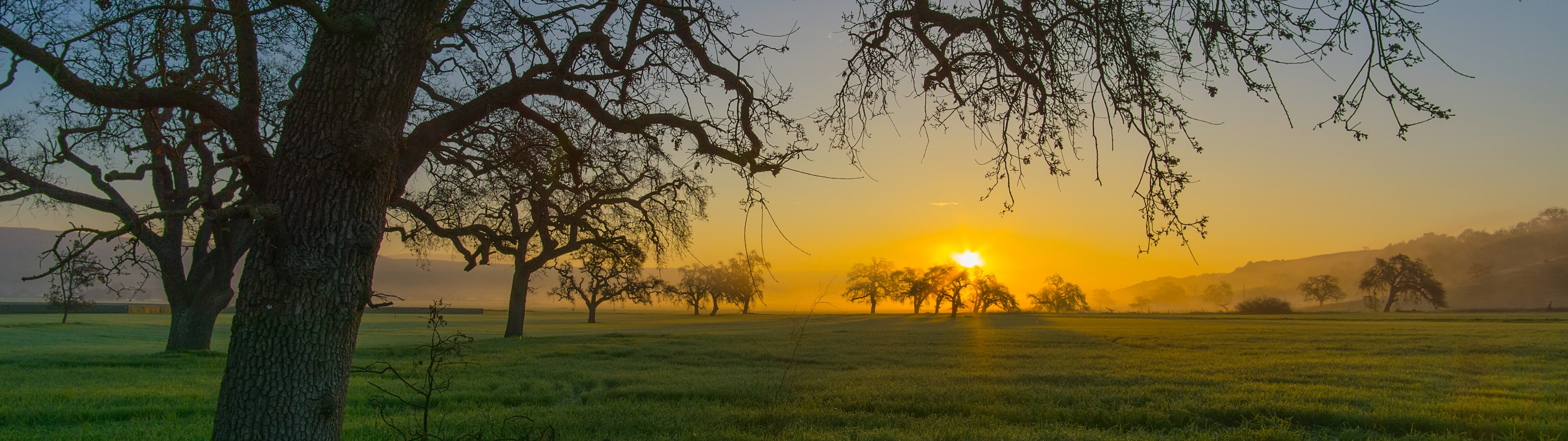 трава, деревья, закат, горы