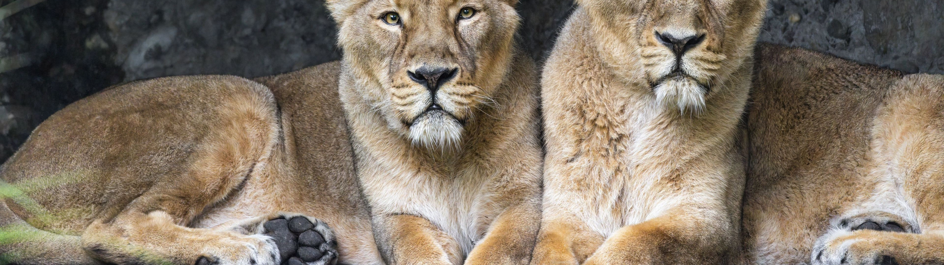 animal, Lions, big cats, lionesses