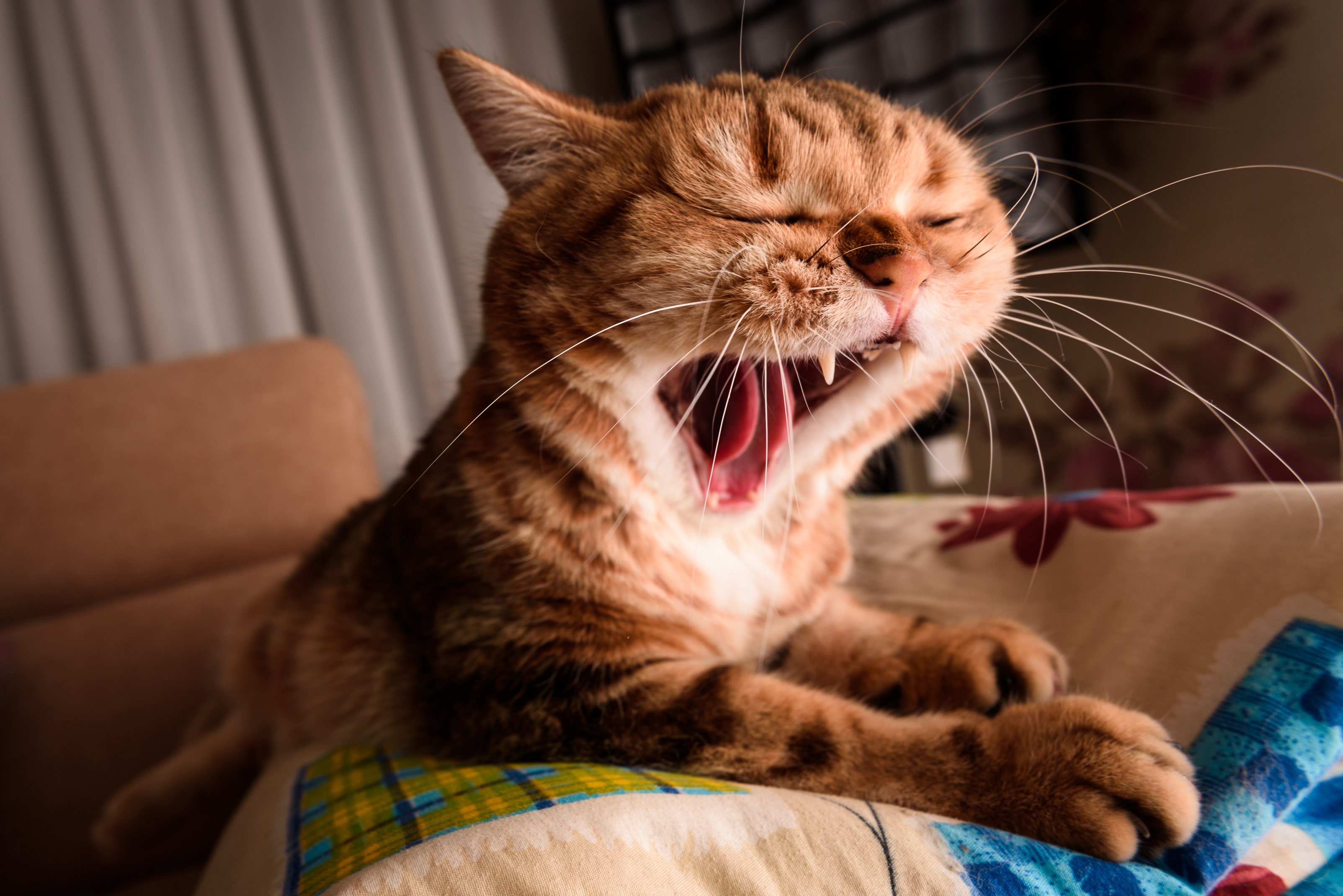 Зевающие коты