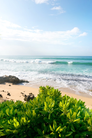 песок, море, пляж, пальмы, берег, summer, beach, sea