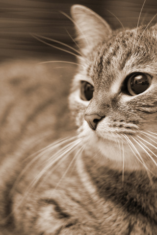 кошка, сепия, котэ