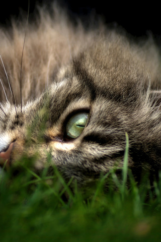 кошка, трава, кот, взгляд, морда, лежит