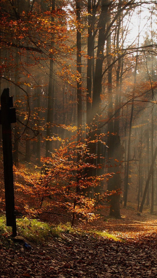 осень, лес, листья, солнце, деревья, человек