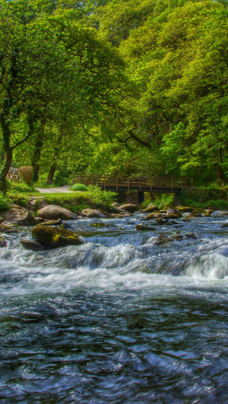 лес, деревья, река, Англия, дома, Devon, England, Девон