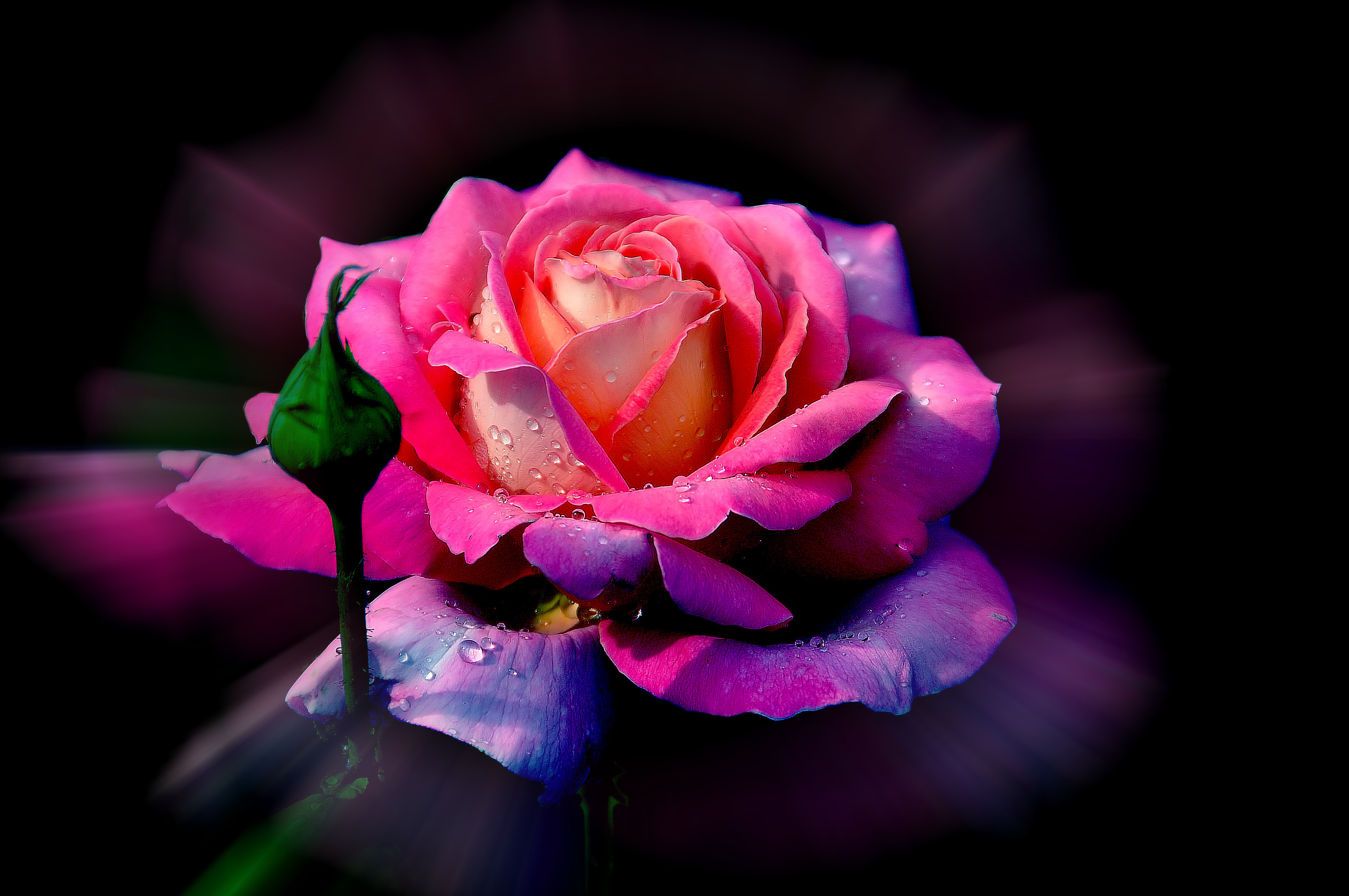 Beautiful rose flowers. Красивые цветочки. Красивые цветы. Очень красивые цветы. Яркие розы.