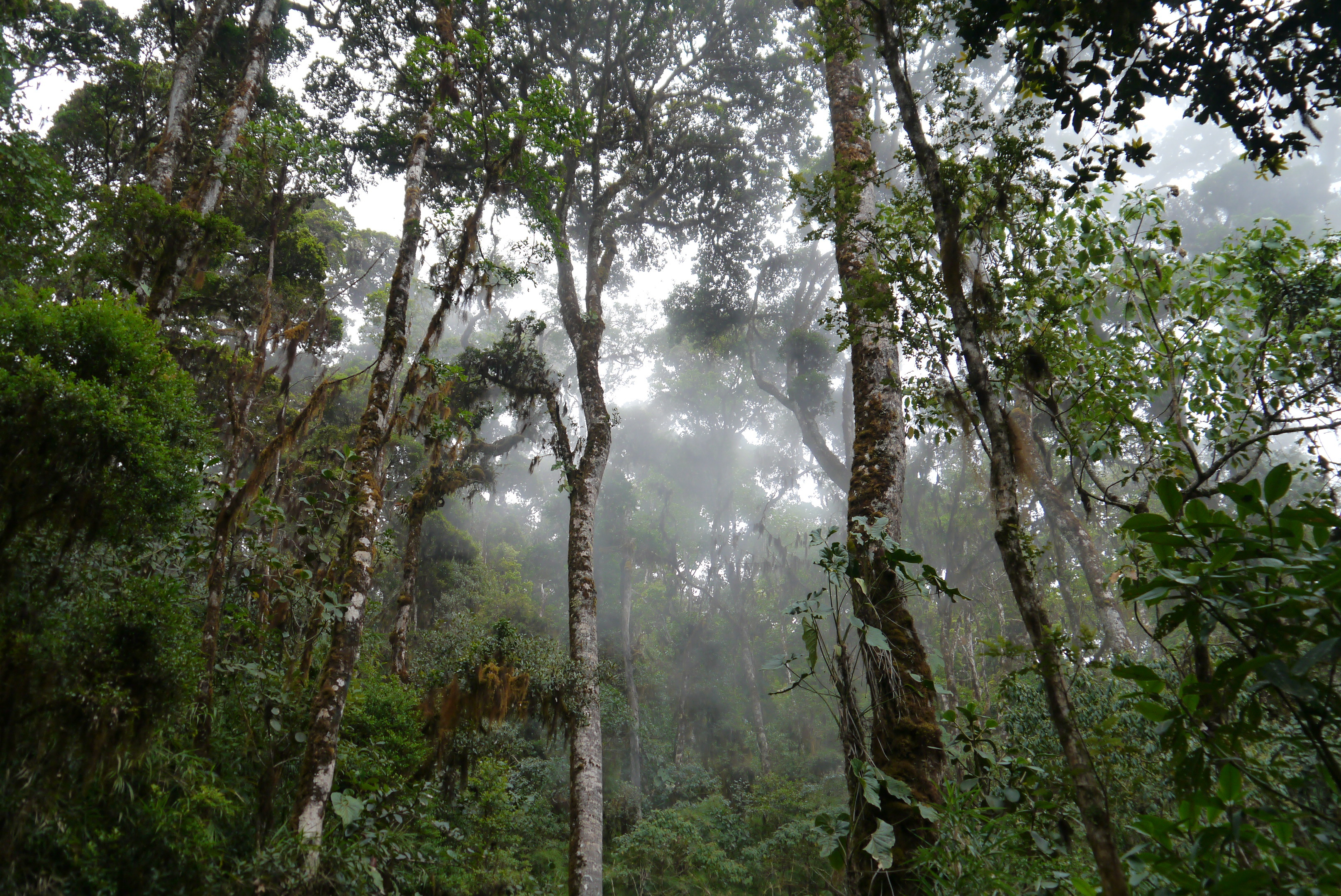 Влажные экваториальные леса условия жизни