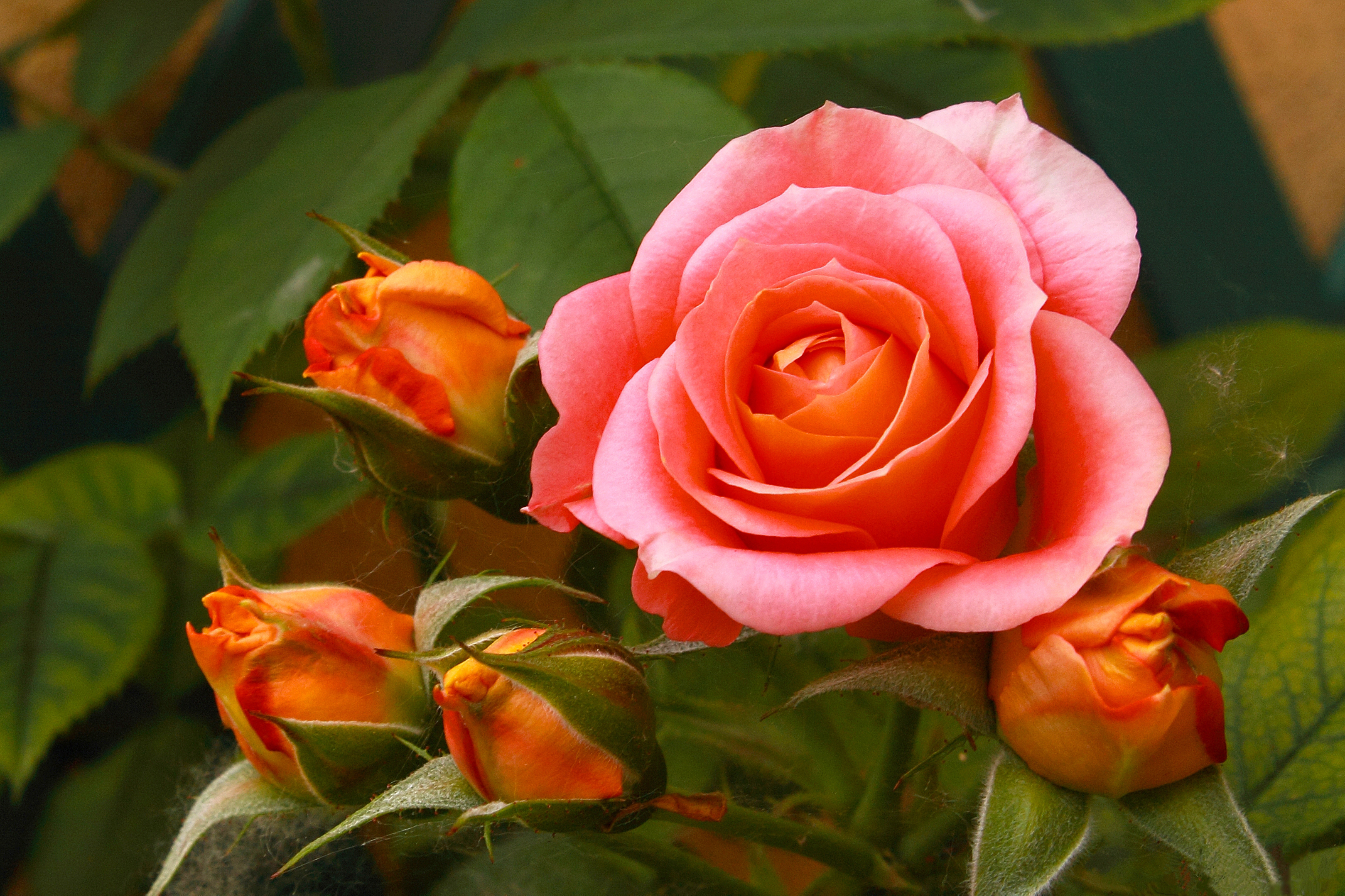 Фотки красивых роз. Цветы розы. Красивые розы. Цветущие розы.