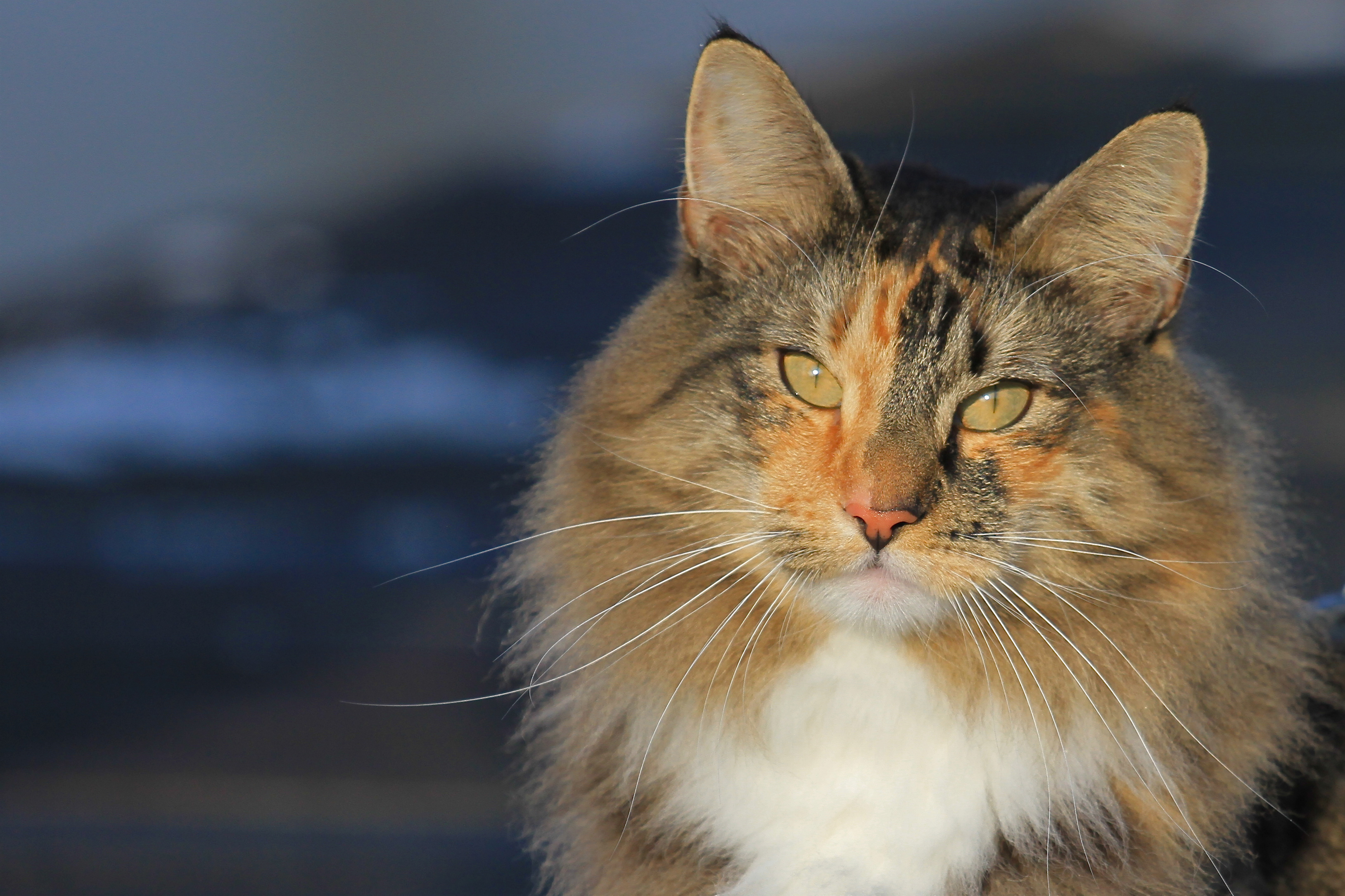 Норвежская лесная. Норвежская Лесная кошка трехцветная. Норвежская Лесная кошка гладкошерстная. Норвежская кошка черепаховая. Бельгийская Лесная кошка.