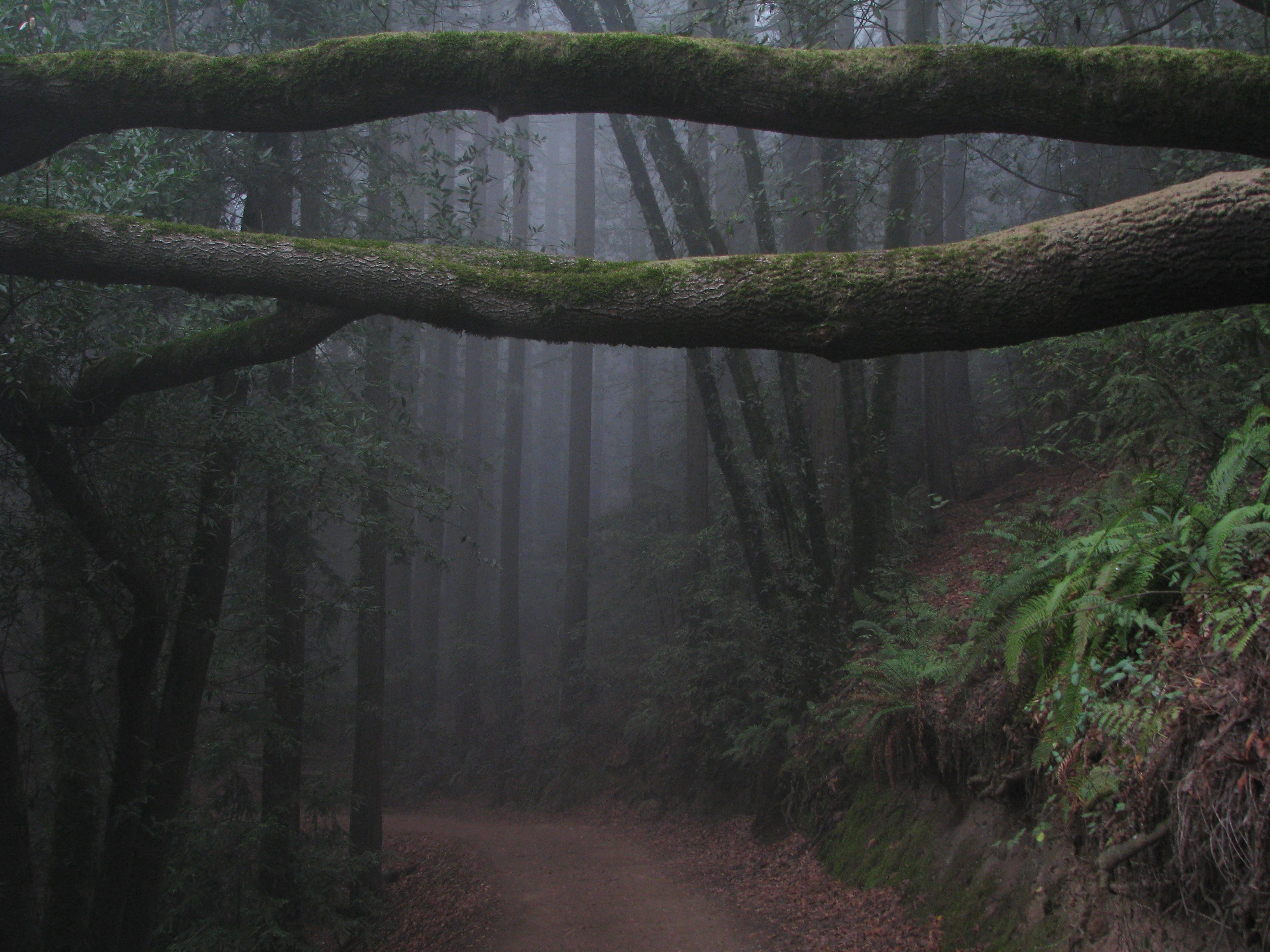 Какое самое темное место. Лес Таркин. Лес Хойя-бачу. Страшный лес. Жуткое место в лесу.
