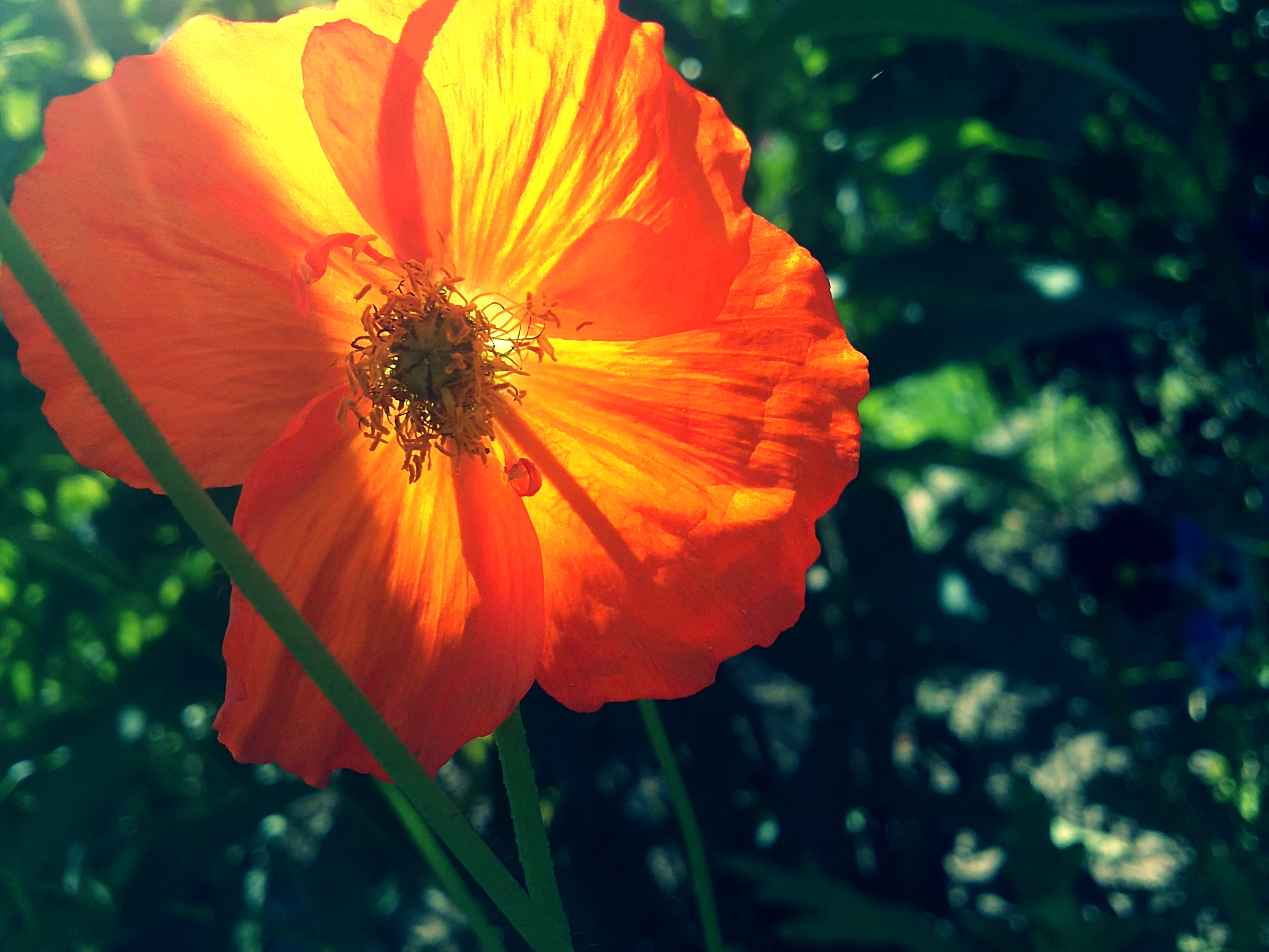 Orange poppy. Мак оранж Глоу. Мак зеленый. Дэйзи маки оранж. Оранжевый цветок Темин.