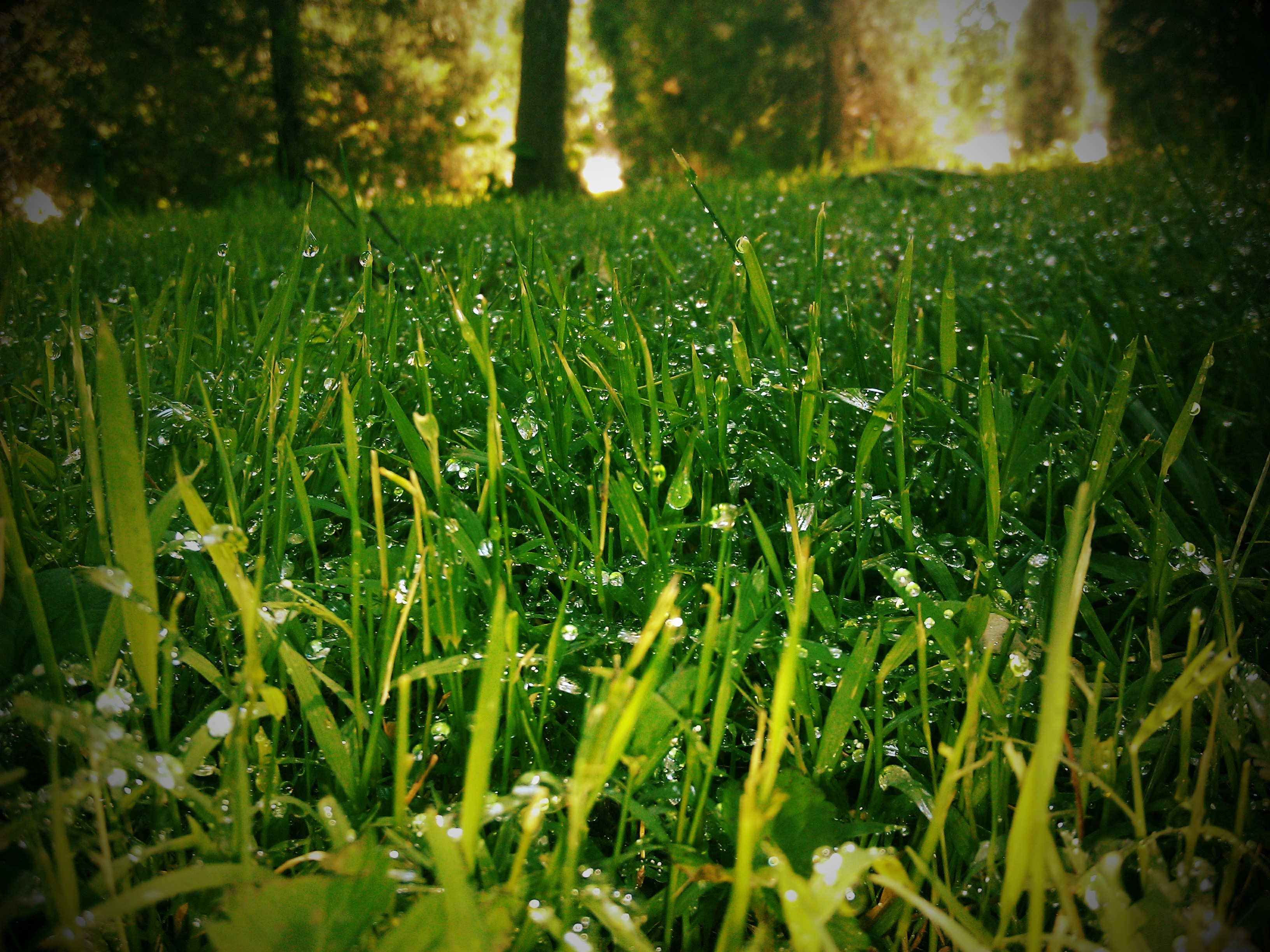 Картинка травы. Природа трава. Красивая трава. Зеленая трава. Зеленая природа.