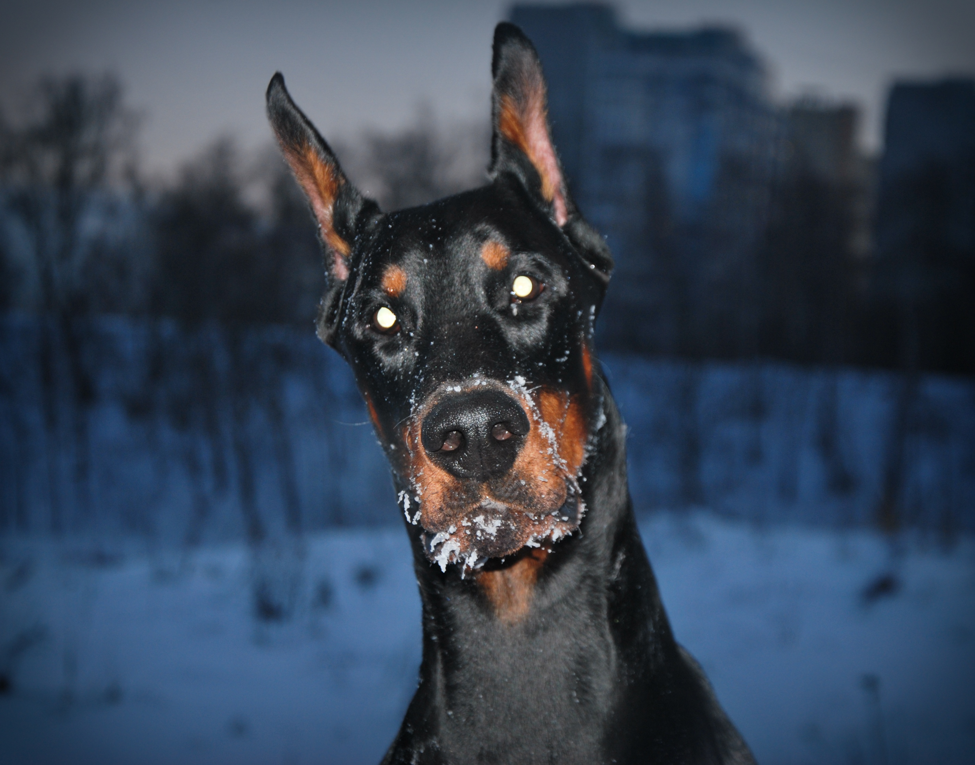 Скачать обои зима, Россия, уши, смешной, доберман, навострил, раздел собаки  в разрешении 3304x2592