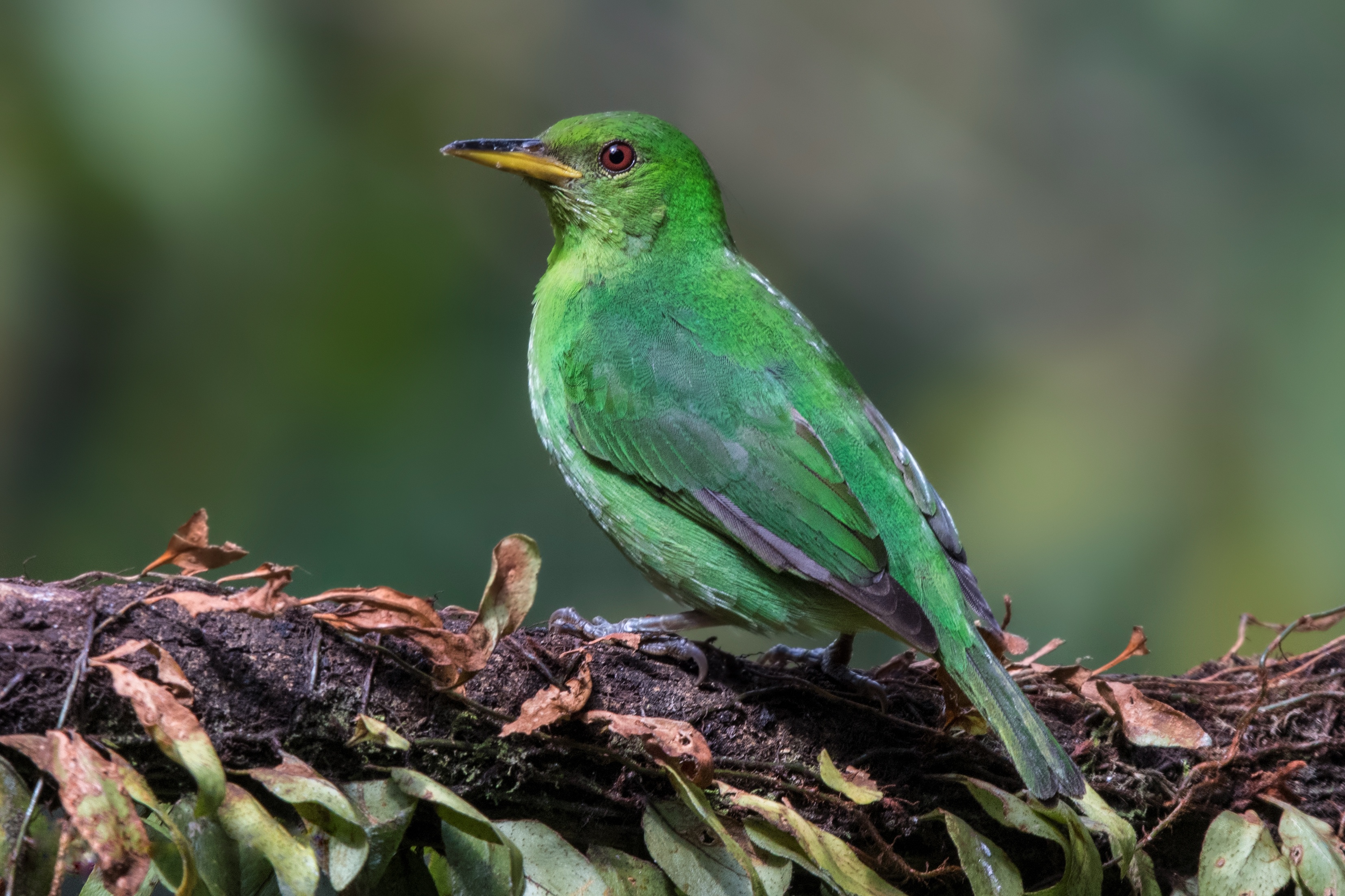 Птица с зеленым оперением. Бирюзовая танагра-медосос. Зелёный САИ птица танагровых. Изумрудный туканет. Золотобрюхий изумрудный Колибри.