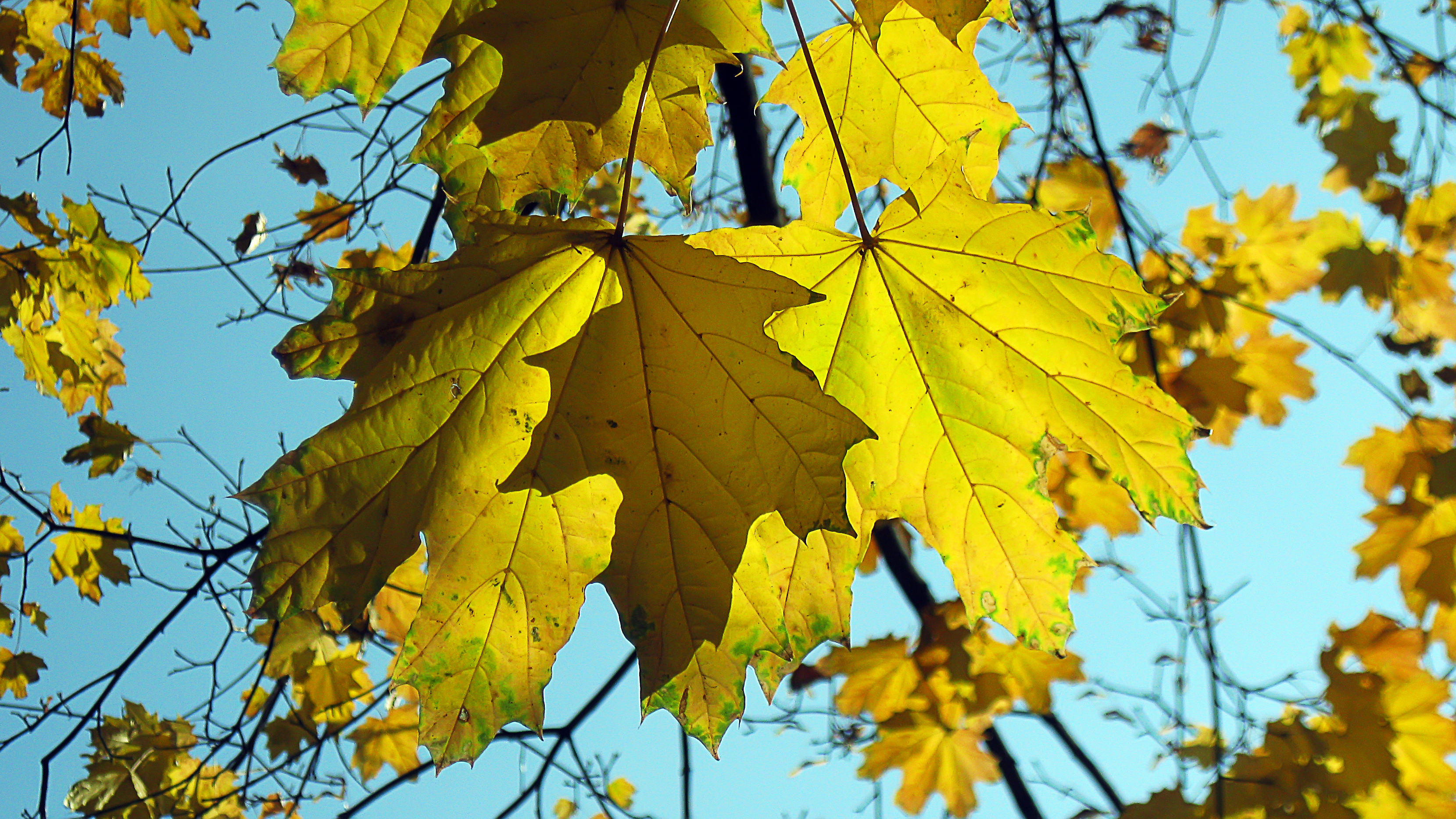 Листьев все это лучше. Клен остролистный желтый. Клен остролистный листья осенью. Осень клен. Желтый лист клена.
