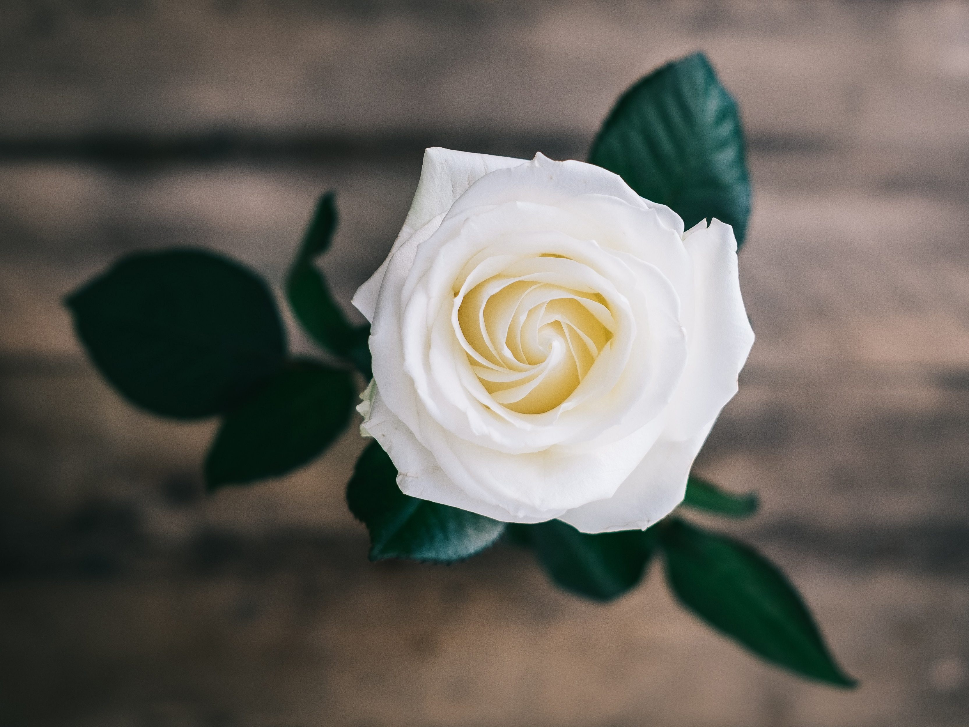 White rose alix. Белые розы. Красивые белые цветы. Одна роза.