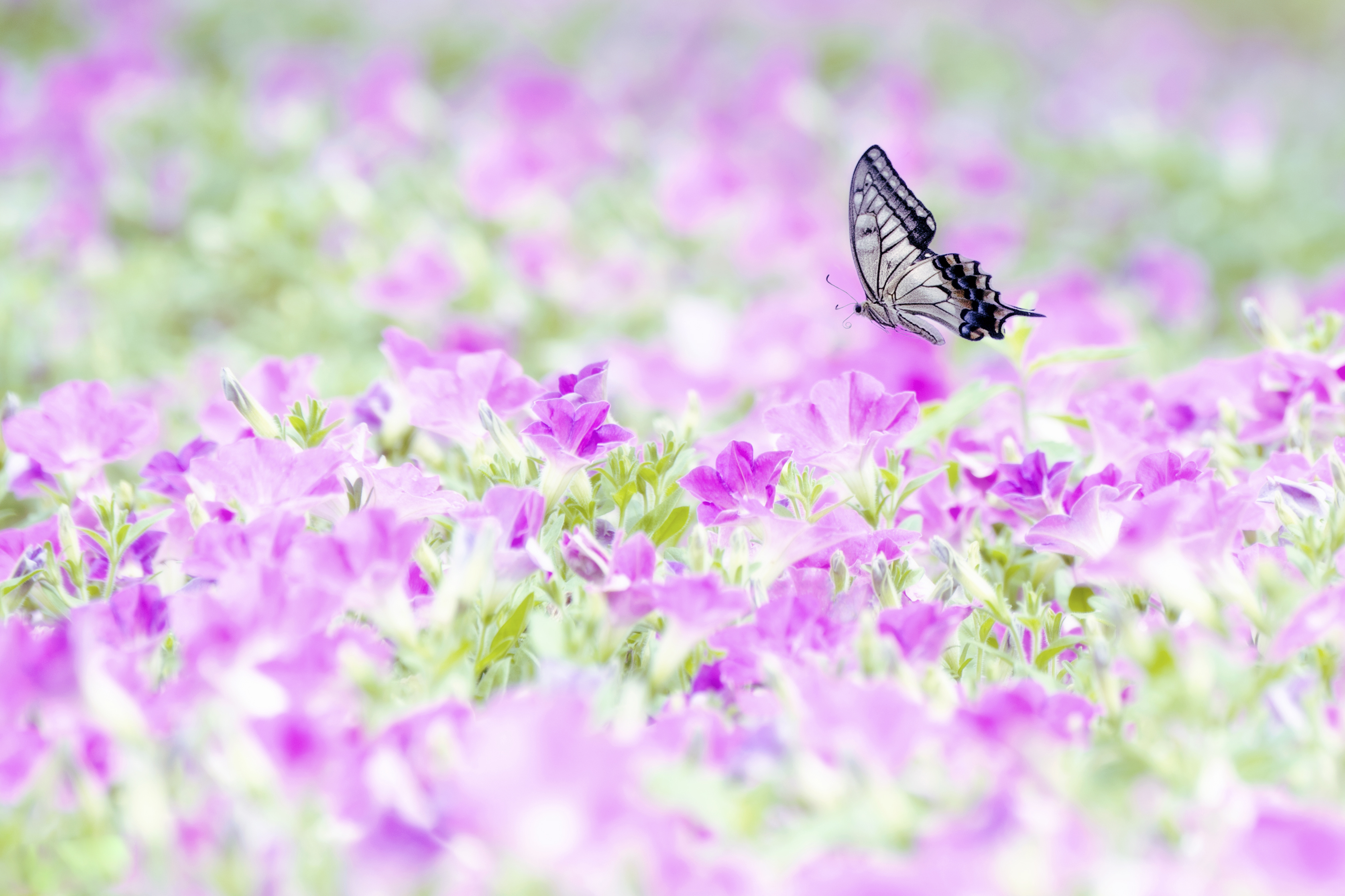 Лето цвет розовый. Бабочка на цветке. Красивый фон с бабочками. Бабочки на лугу. Нежный цветок.