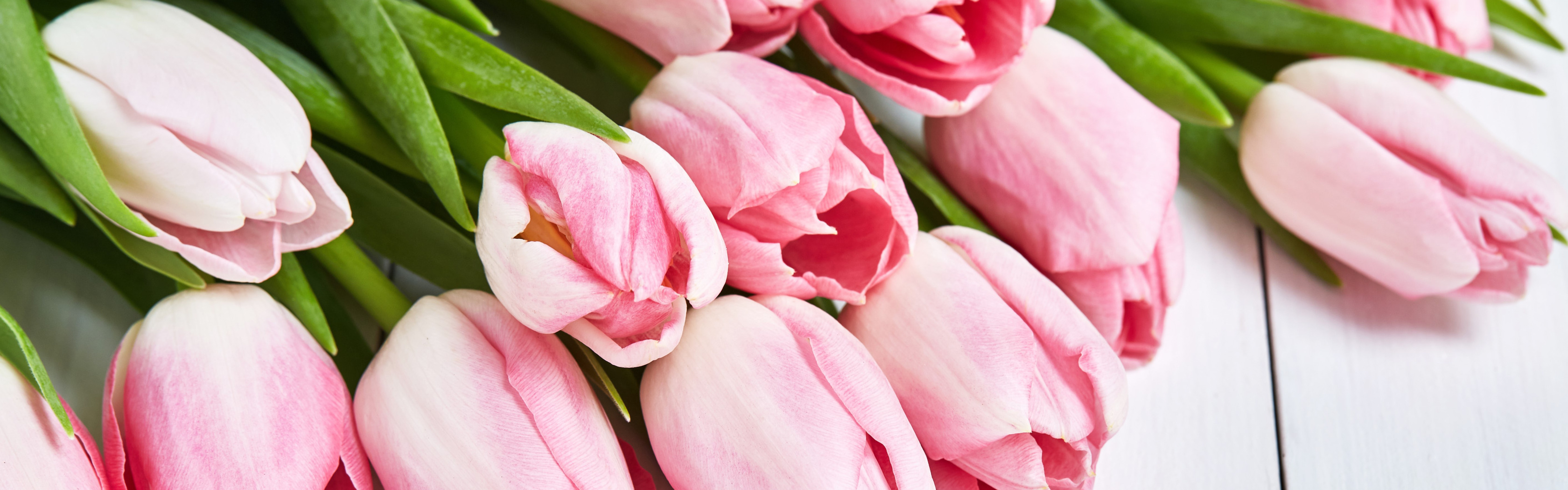 Обложка для вк тюльпаны. Розовые тюльпаны. Нежные тюльпаны. Тюльпаны. Нежно-розовый. Бело розовые тюльпаны.