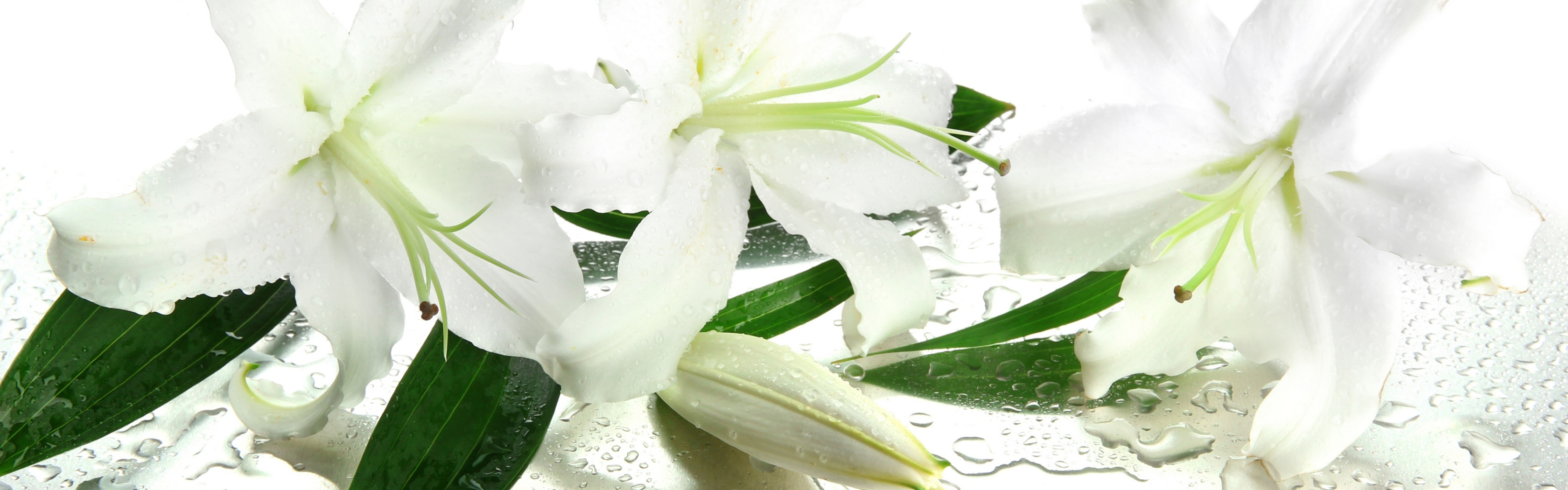 Цветы лилии. Лилия белая. Красивые белые цветы. Лилия на белом фоне.