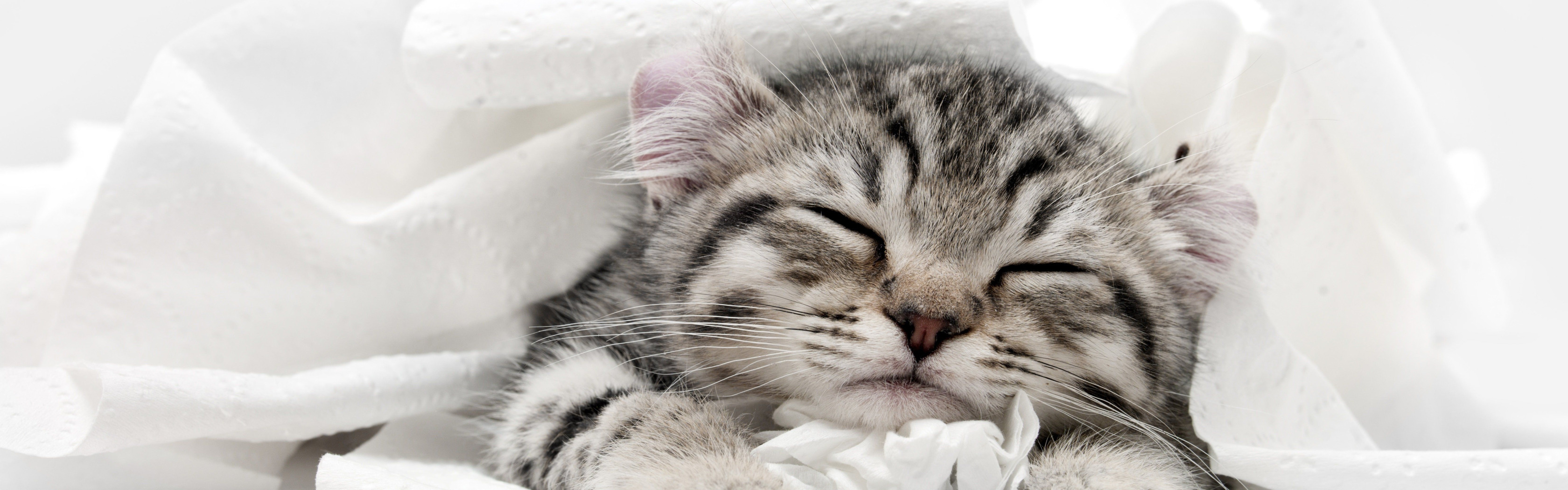 Спящий серый котенок. Серый котенок во сне. Баннер с серыми котятами. К чему снится серый котенок. Котята миллер
