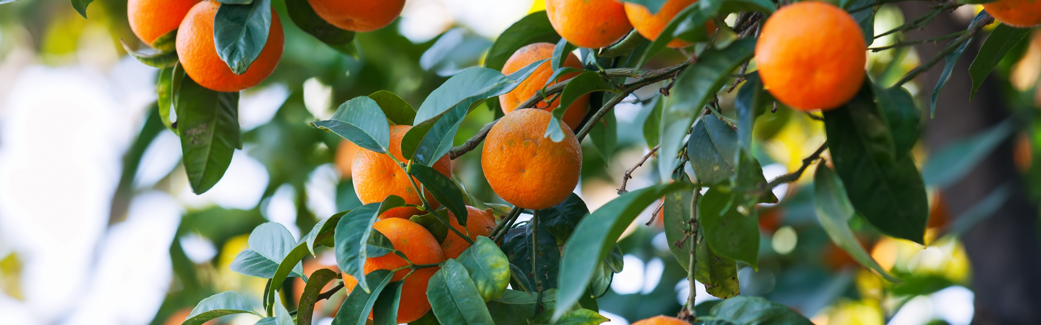 На дереве висят мандарины. Плодоножка у мандарина. Мандарины на ветке. Мандарин дерево. Апельсин на ветке.