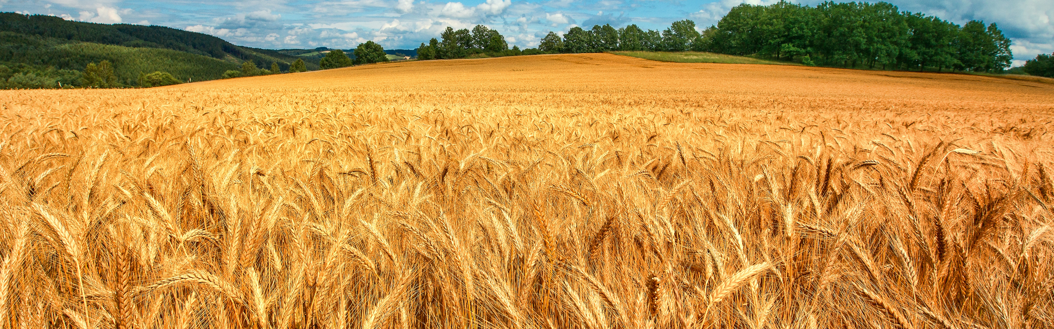 Сон жито. Хлебные поля Краснодарского края. Поле пшеницы. Поле с колосками пшеницы. Пшеничное поле панорама.