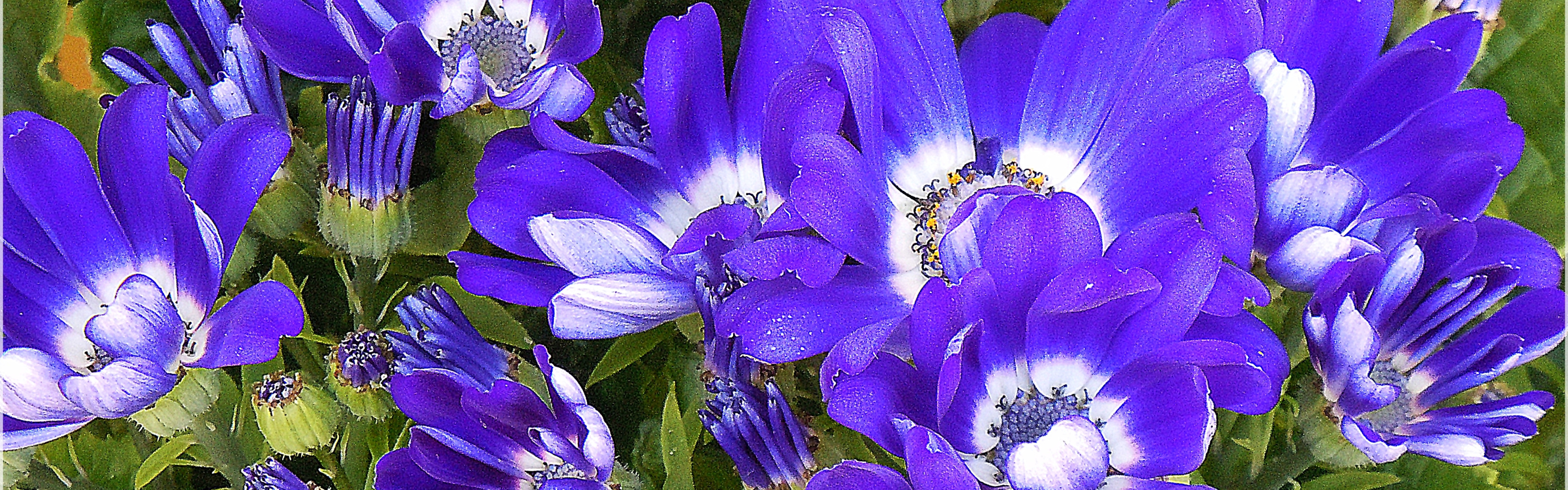 Какие цветы синего цвета фото Скачать обои макро, цветы, синие, Flowers, blue, macro, раздел цветы в разрешени