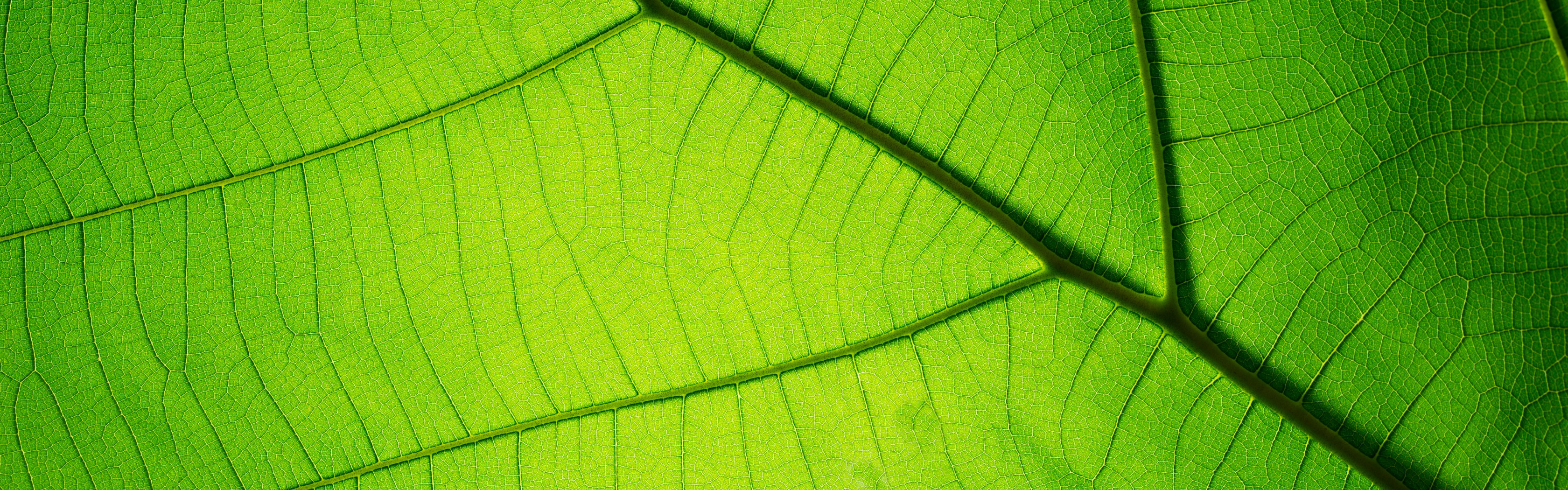 Зеленый лист макро. Однотонный лист. Розовый текстура листья. Обои серые с рисунком листочек. Зеленый лист.