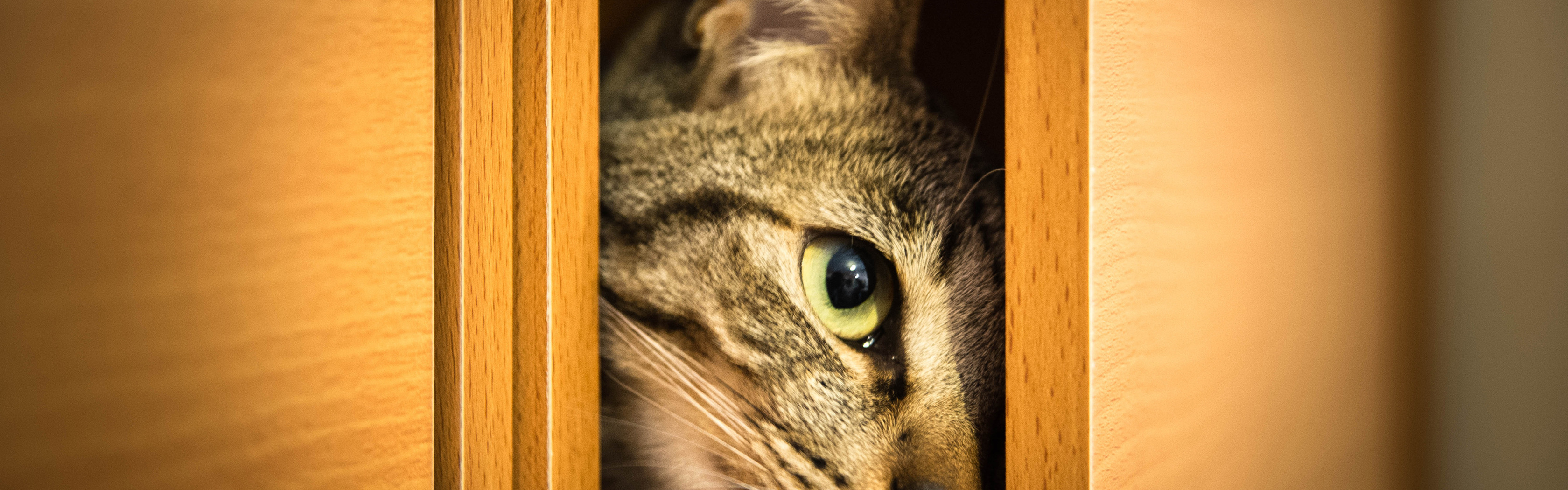кот выглядывает из шкафа