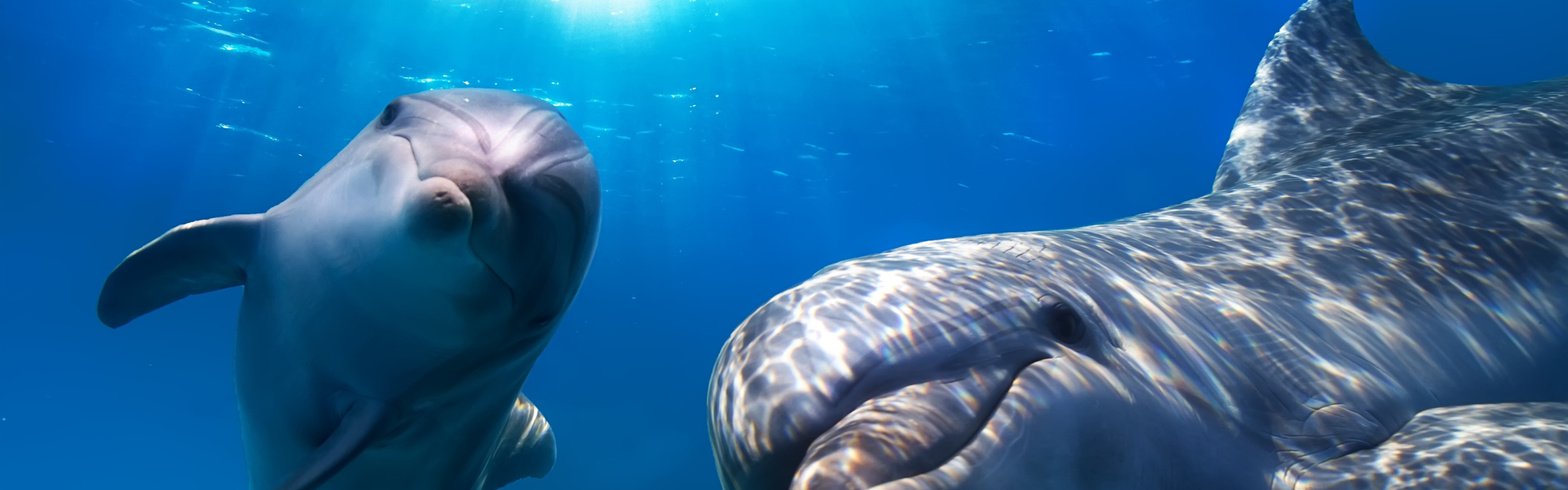 Animal deep. Дельфин под водой. Иравадийский Дельфин под водой. Обои с дельфинами. Фон дельфины.