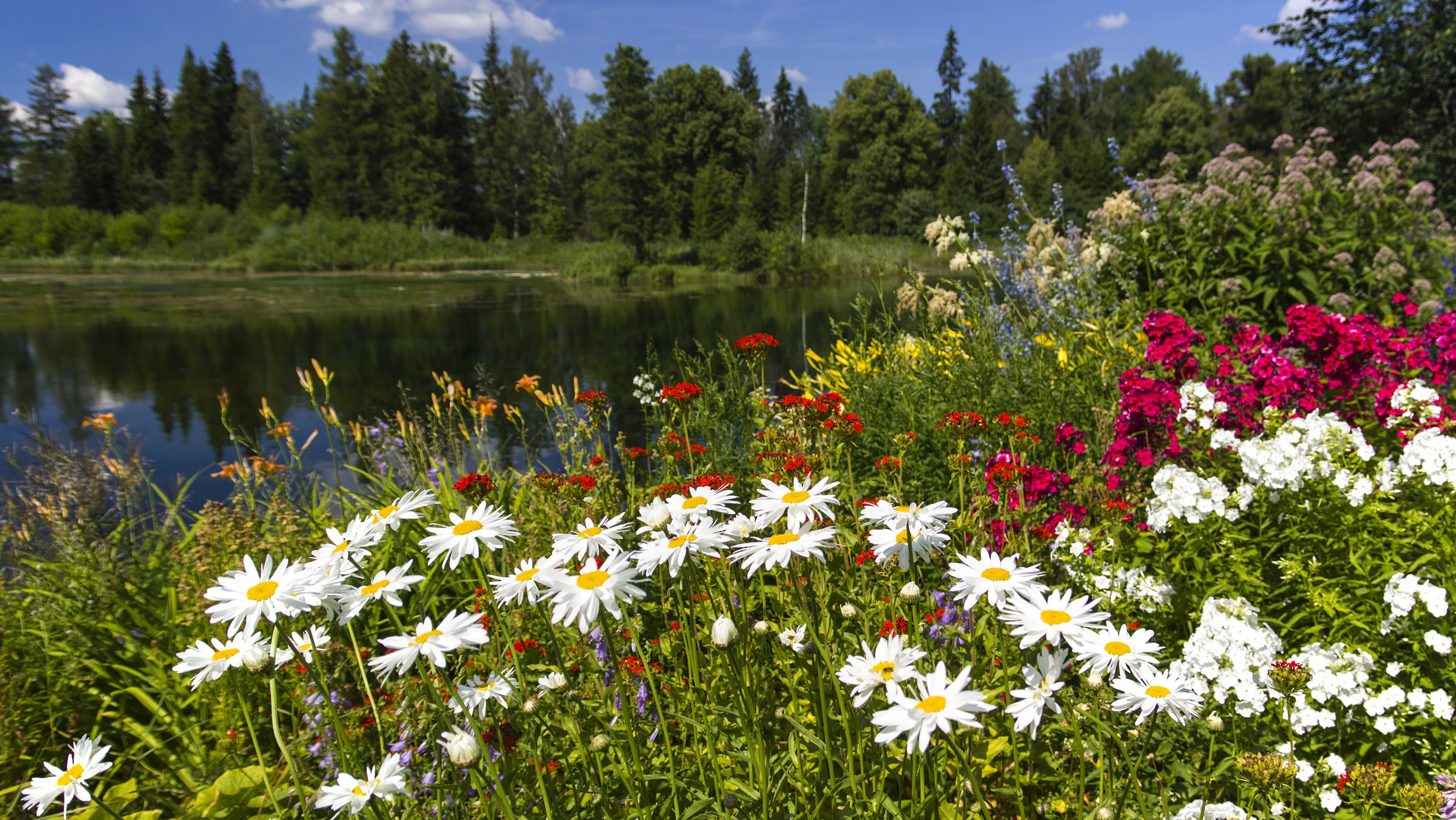 Группа цветы и природа. Летняя природа. Летние цветы. Луговые цветы. Цветущий луг.