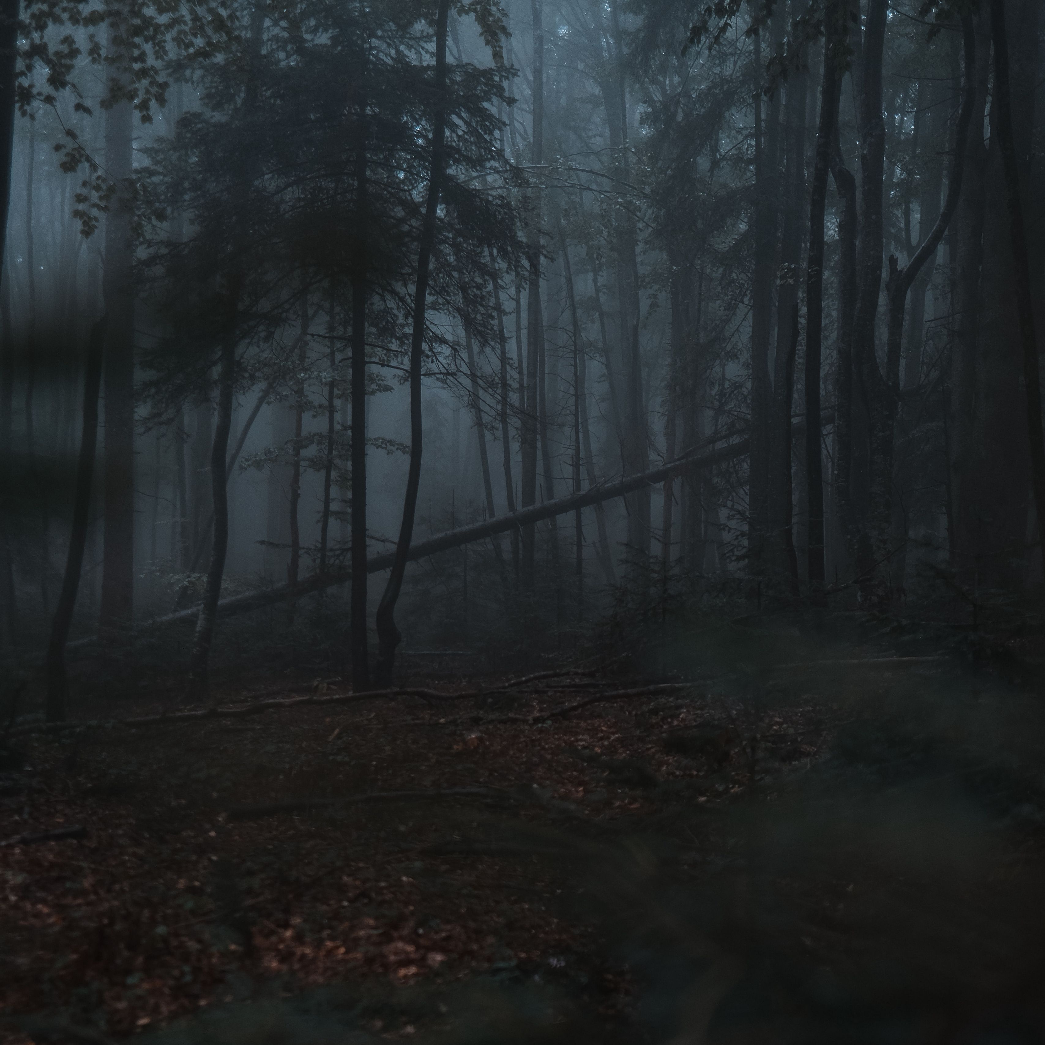 Темный лес сбоку