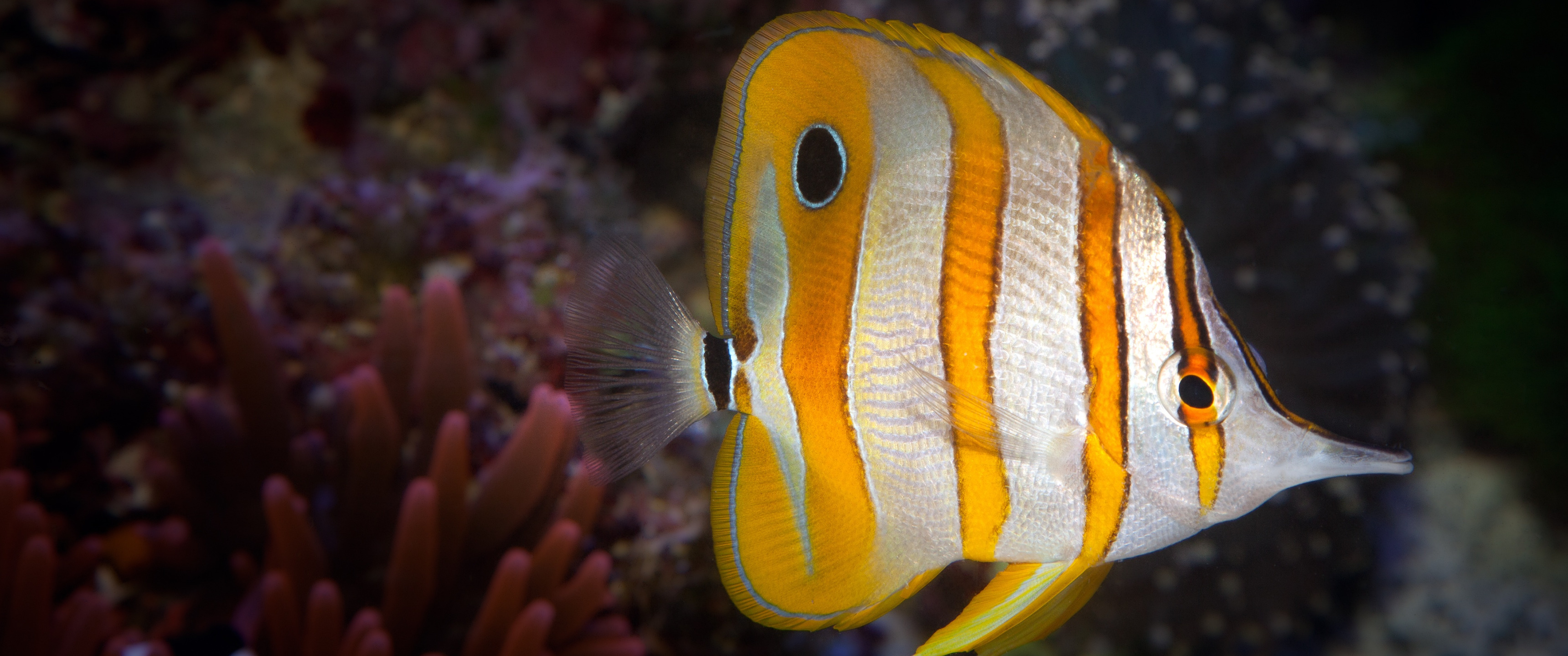 океан, рыбка, подводный мир, коралловый риф, Copperband Butterflyfish