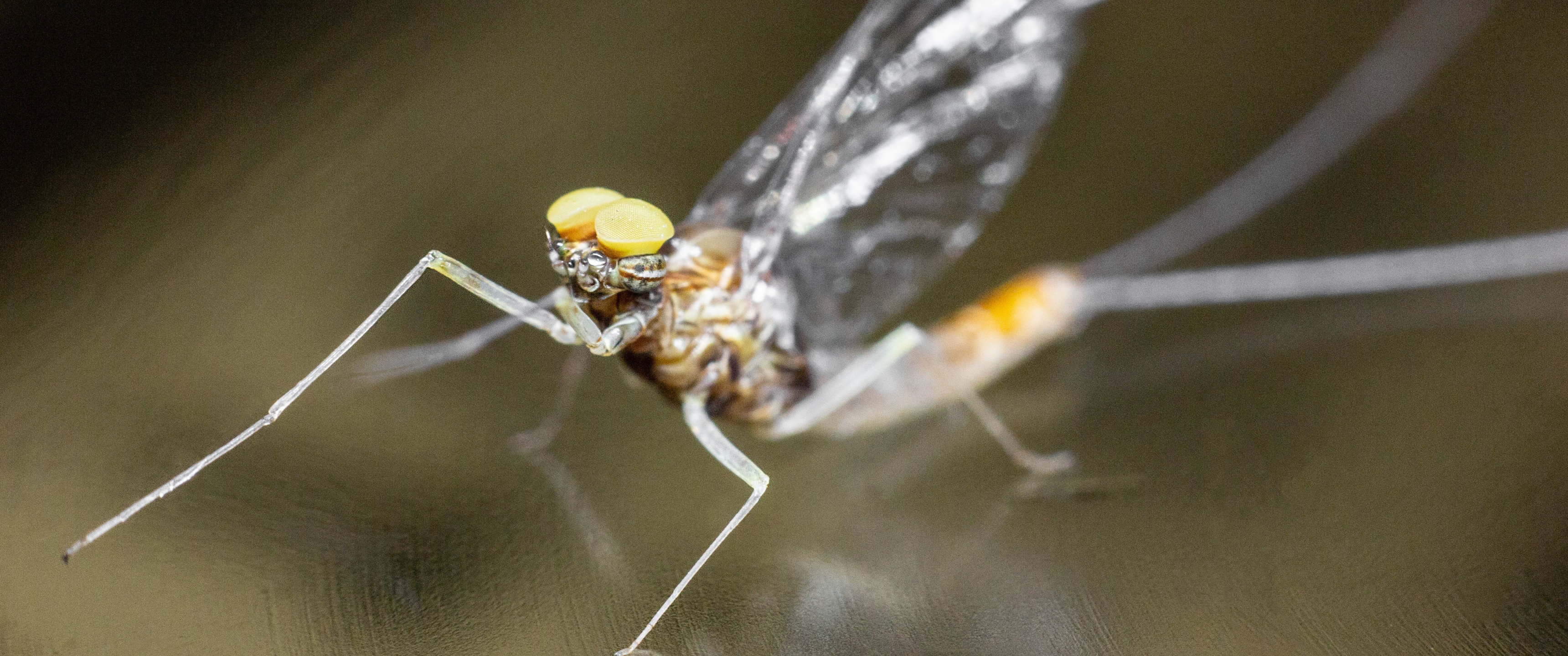 муха, насекомое, комар