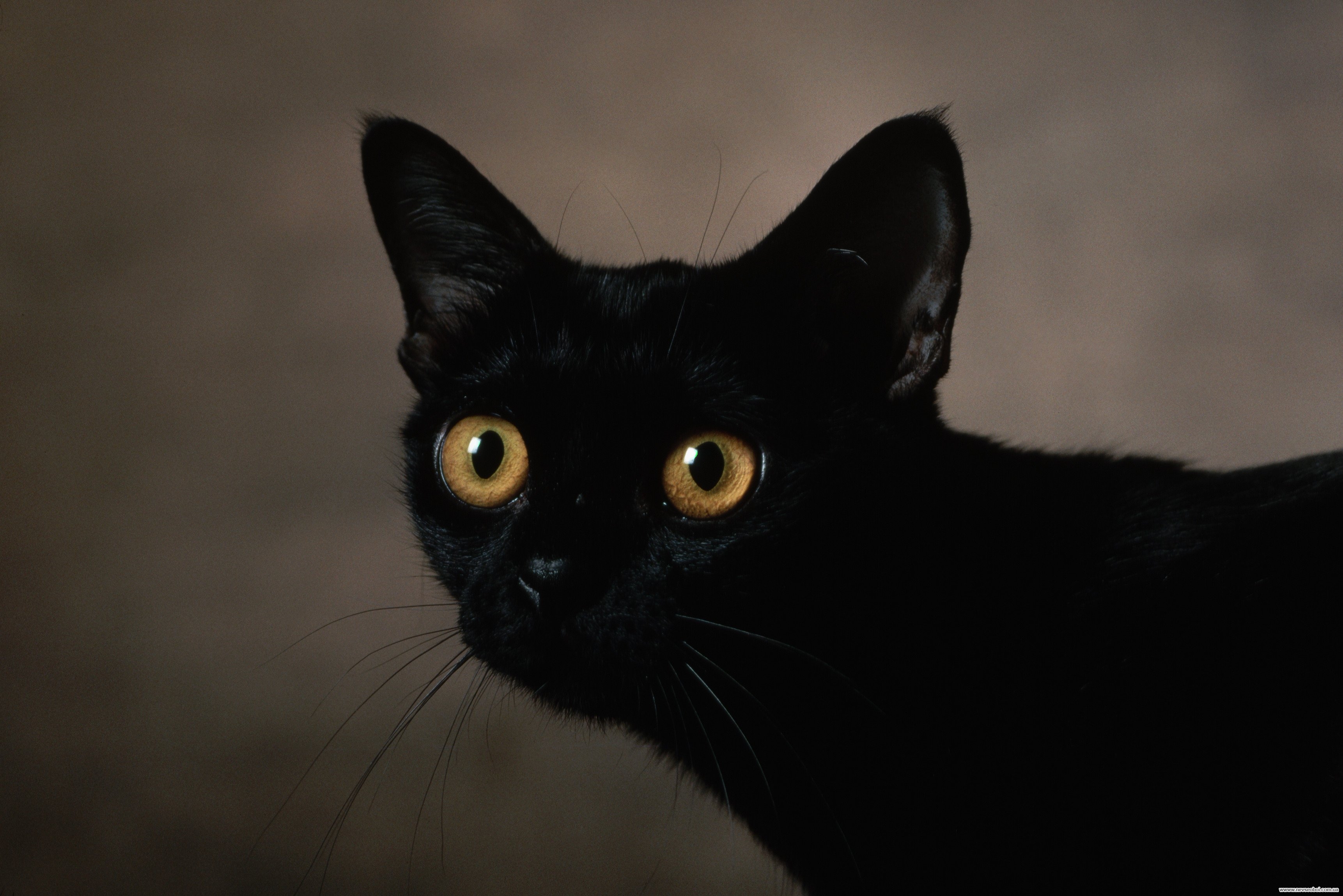 Черные кошки 9. Бомбейская кошка с зелеными глазами. Охос азулес черный. Бомбейская черная кошка. Порода кошек Охос азулес.